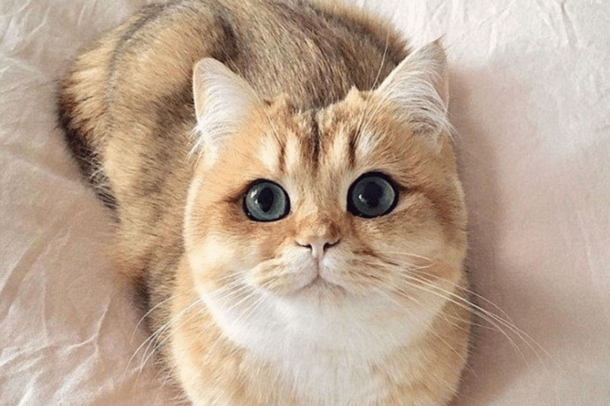 A cream-colored cat is looking up with dark eyes and a loving expression.