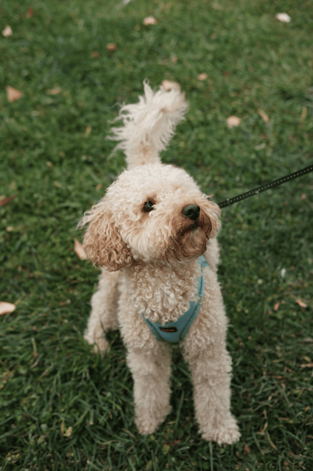 Curly-haired dog on a lead standing on grass with its dog tail held high and alert.