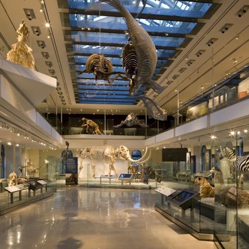 View into the Dino Hall
