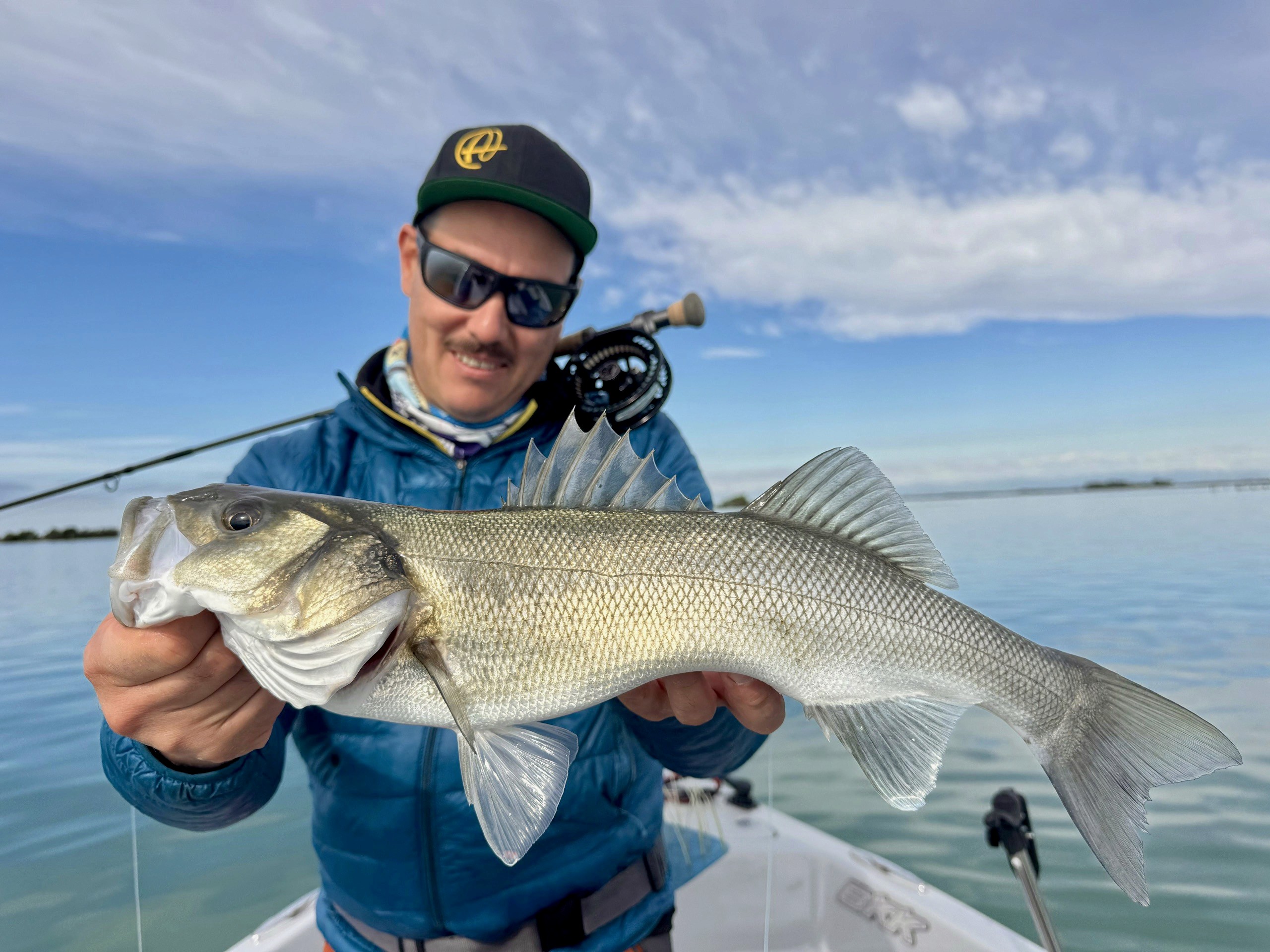 European Sea Bass tailing in the shallow flats of the Grado Lagoon during golden hour