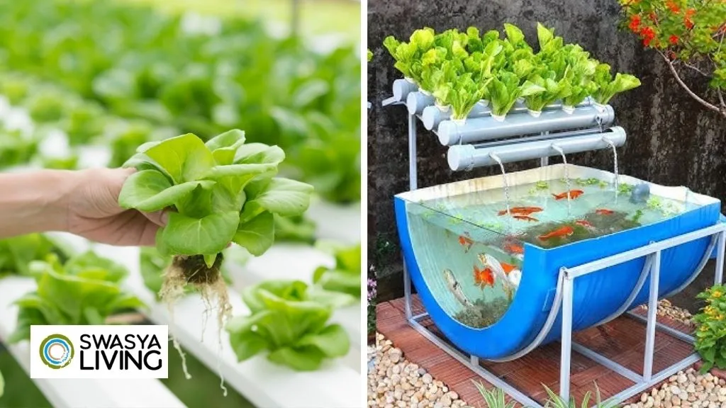 Hydroponics vs Aquaponics