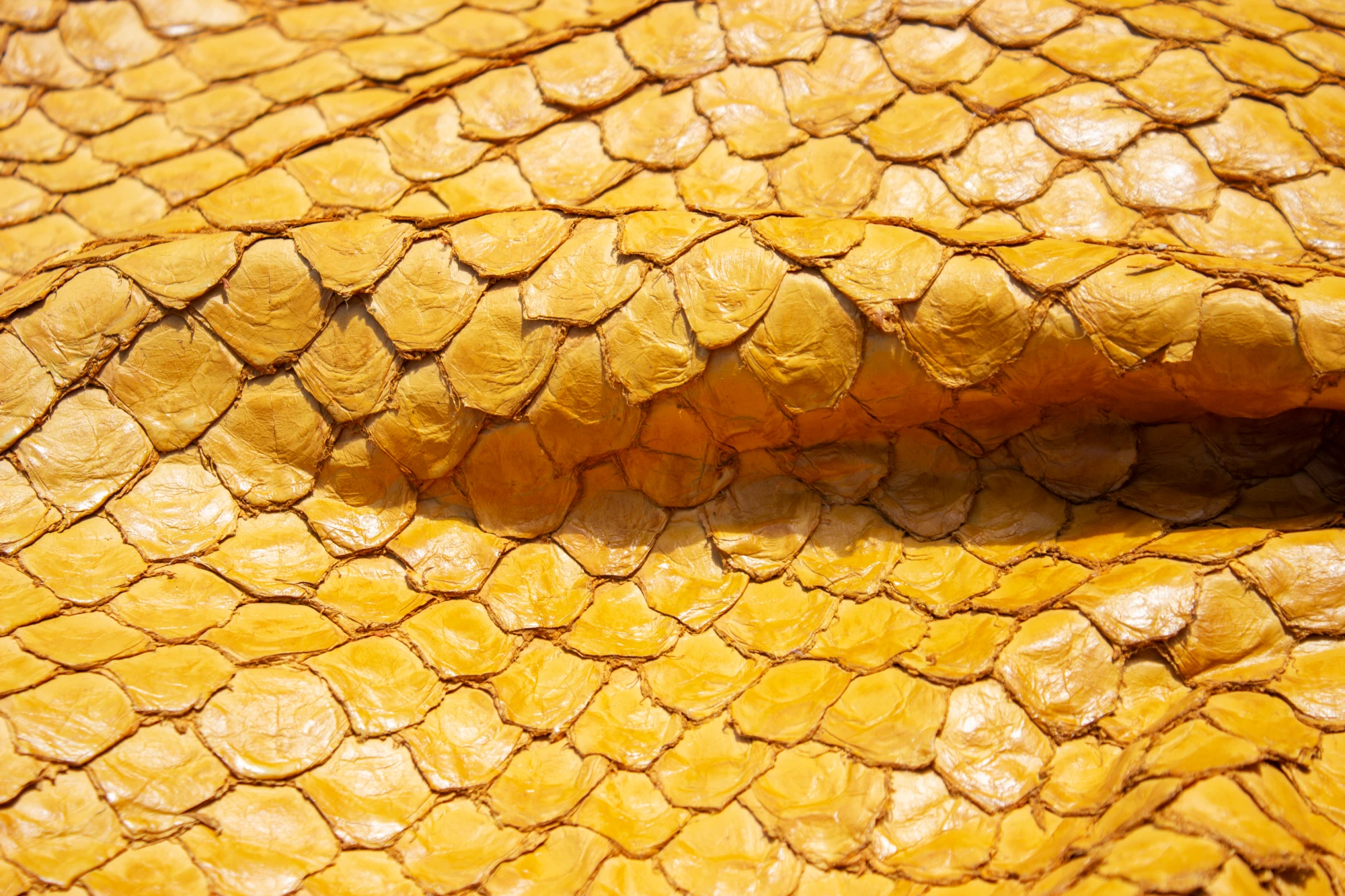 image of yellow pirarucu leather