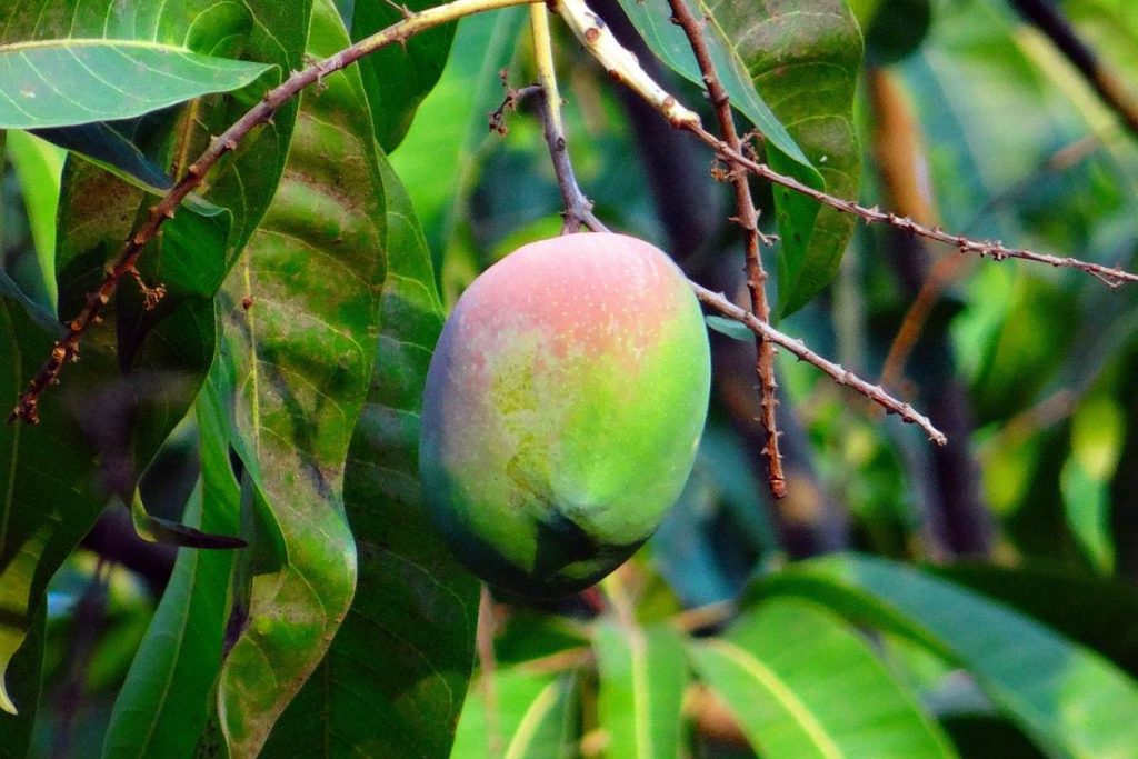 Mangifera indica, l'albero del mango