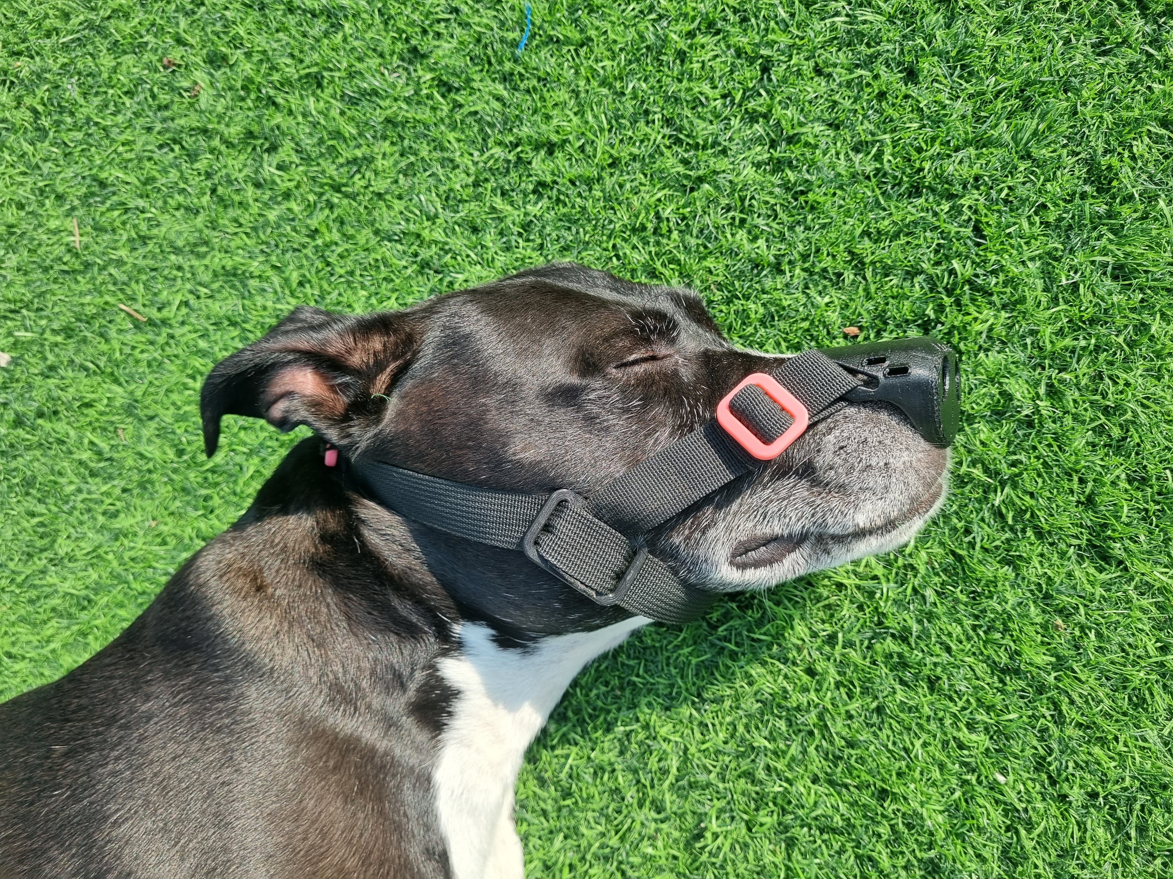 Dog comfortably wearing SnoutCover showing correct strap placement and fit