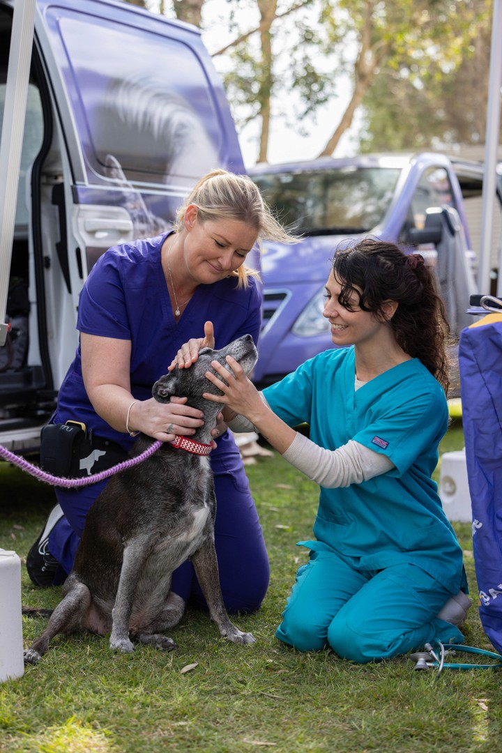 Vet and vet nurse sitting on grass examining dog