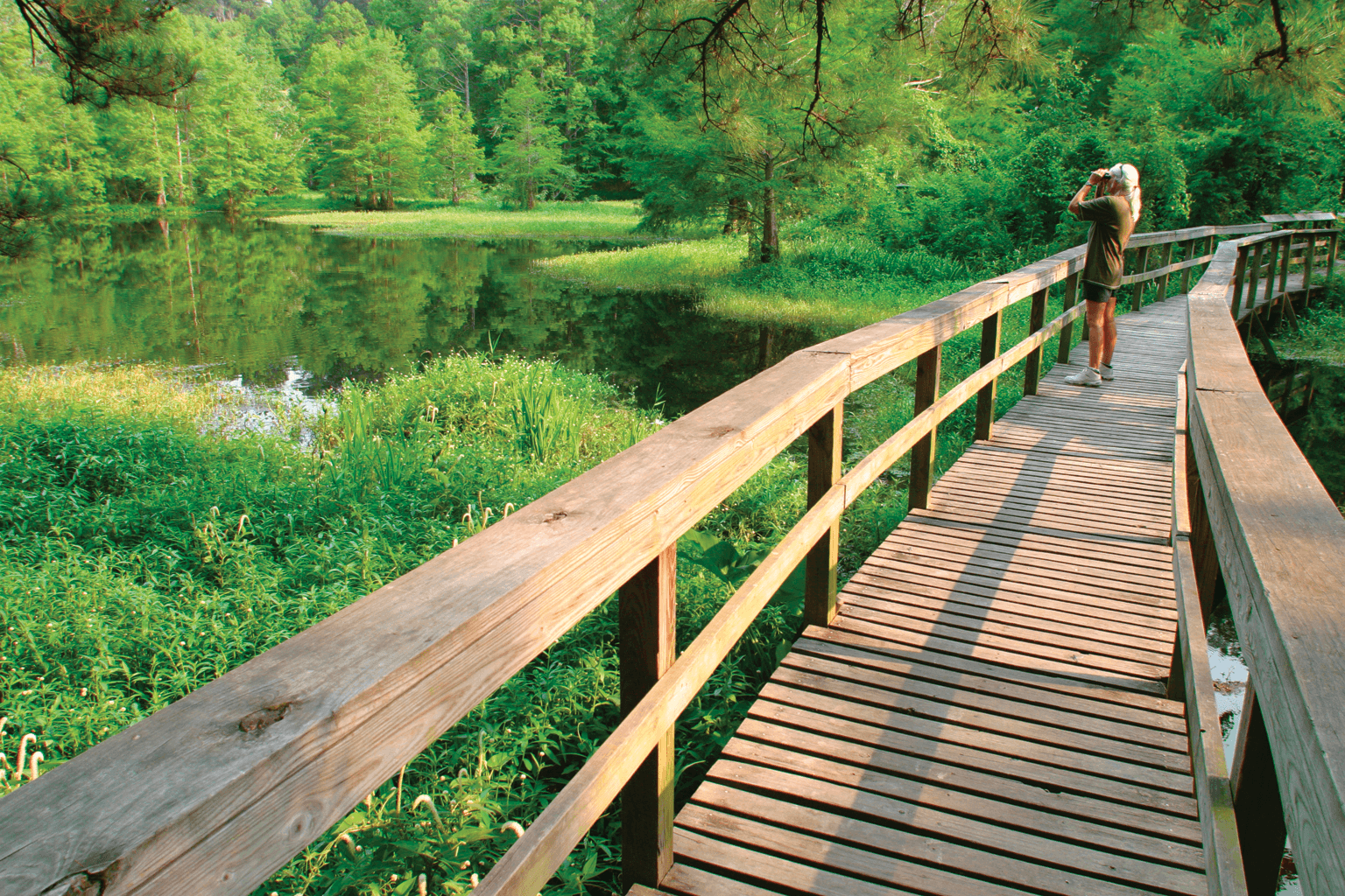 Person with binoculars in a beautiful nature setting walking along a walking bridge on the Tammany Trace in Mandeville Louisiana