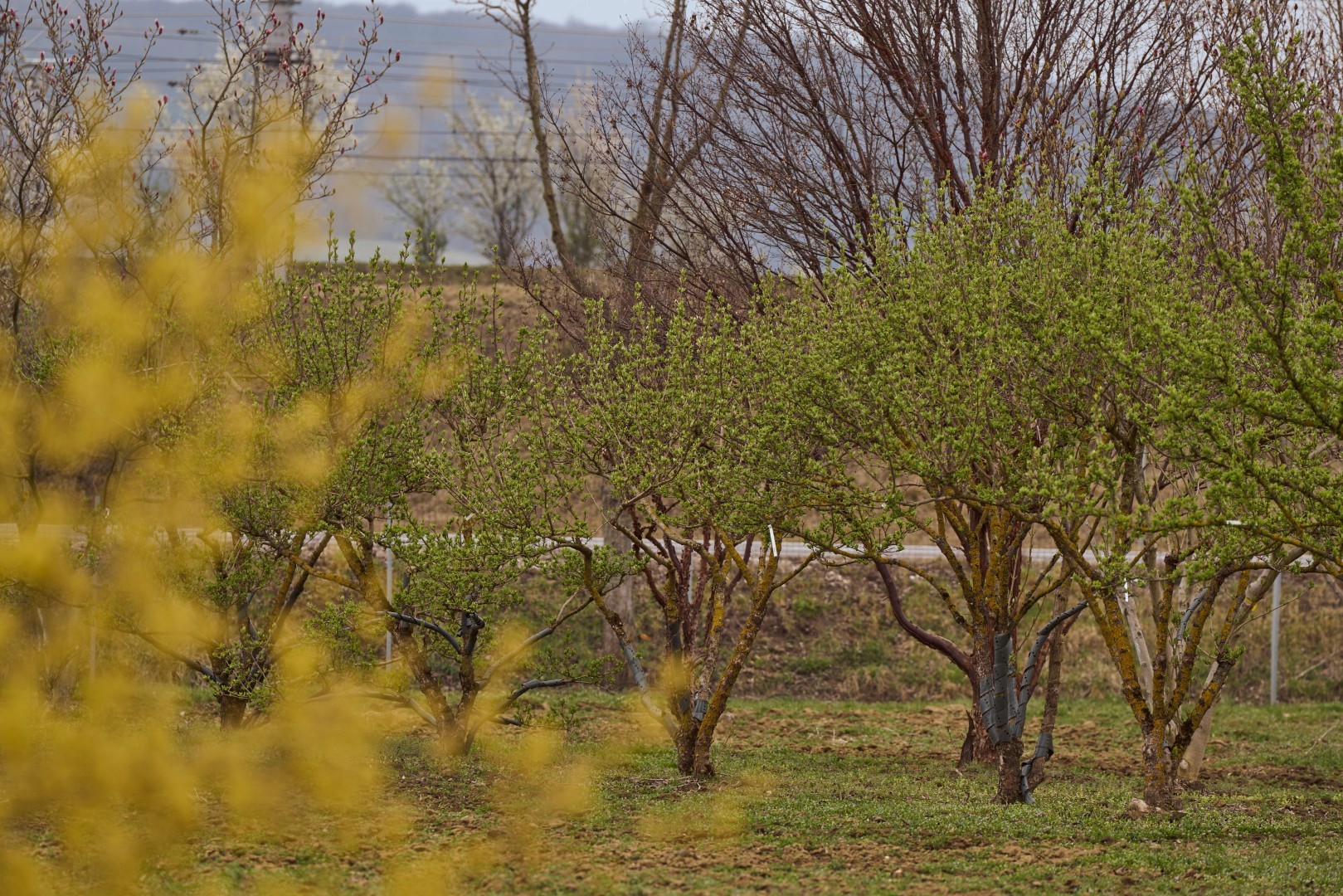 Viburnum ‘Seneca’ mit mehrstämmigem Wuchs, locker verzweigter Krone und dichtem Laub aus frischen grünen Blättern.