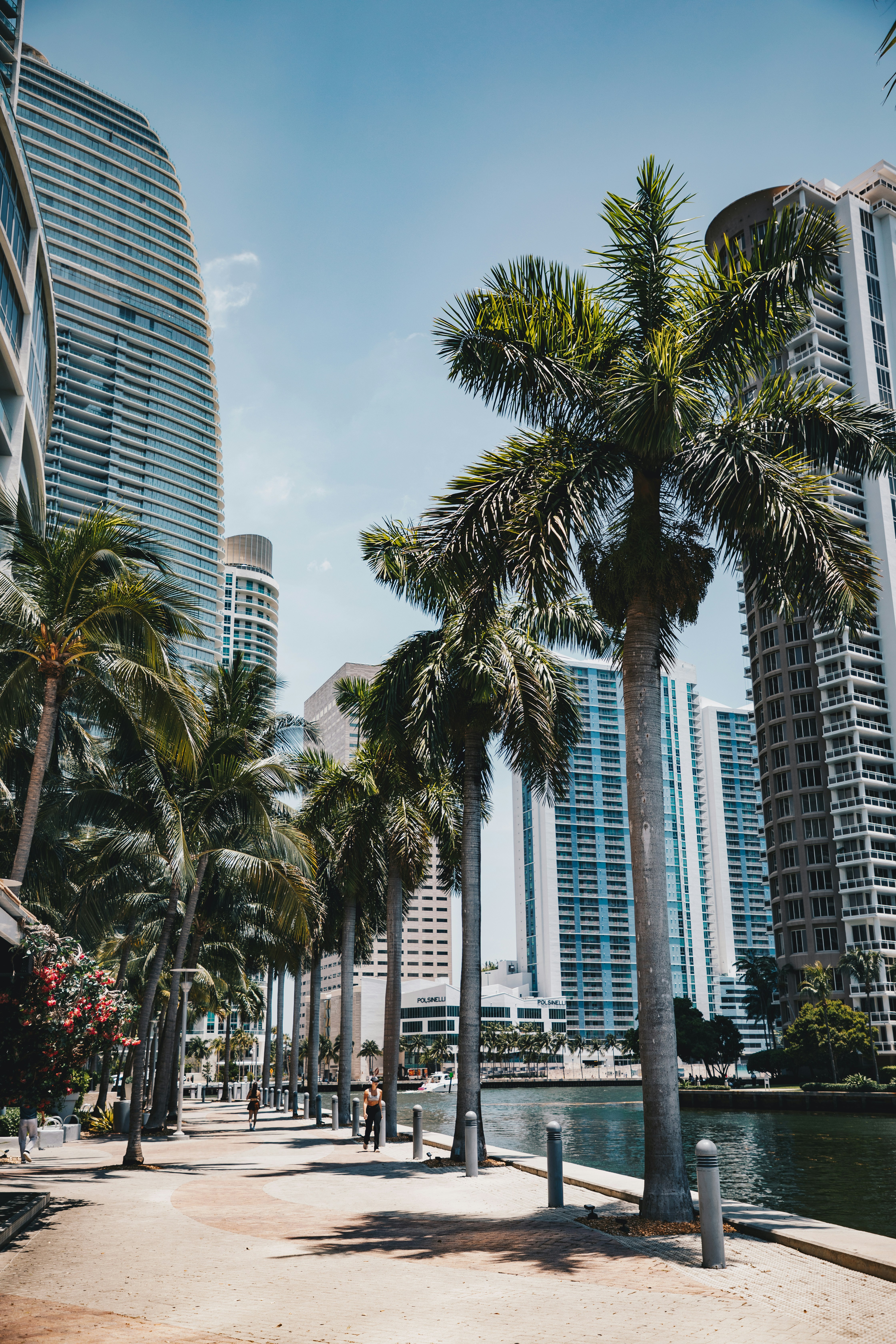 Palm trees line a waterfront walkway in the city.