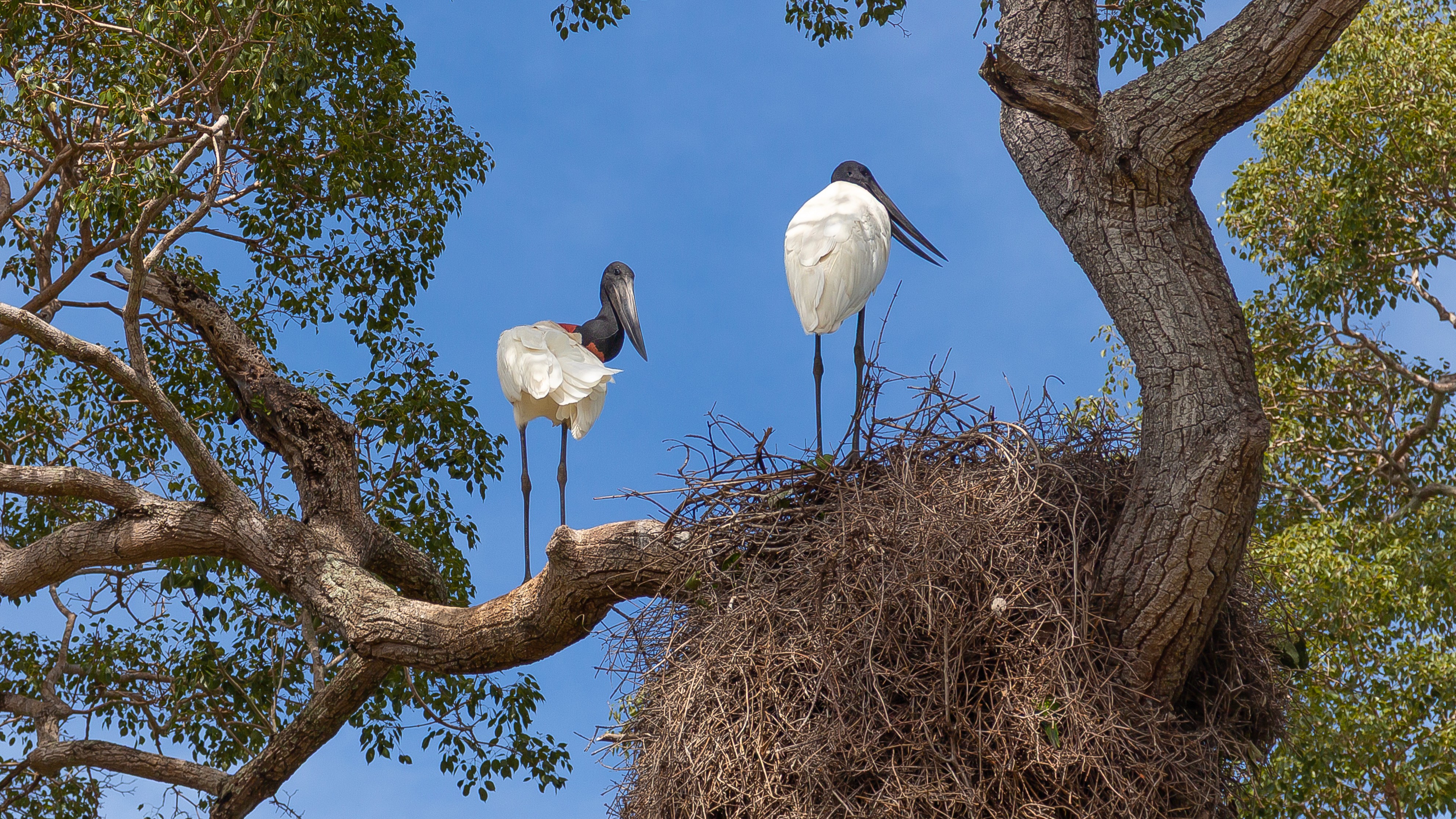 Zwei Jabirus (Tuiuiús) in ihrem riesigen Nest auf einem Baum im Pantanal – Symbolvögel der Region mit weißem Gefieder, schwarzem Kopf und rotem Halsansatz unter strahlend blauem Himmel.