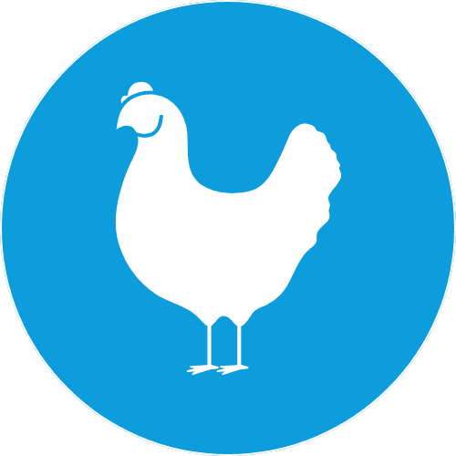 Poultry Icon