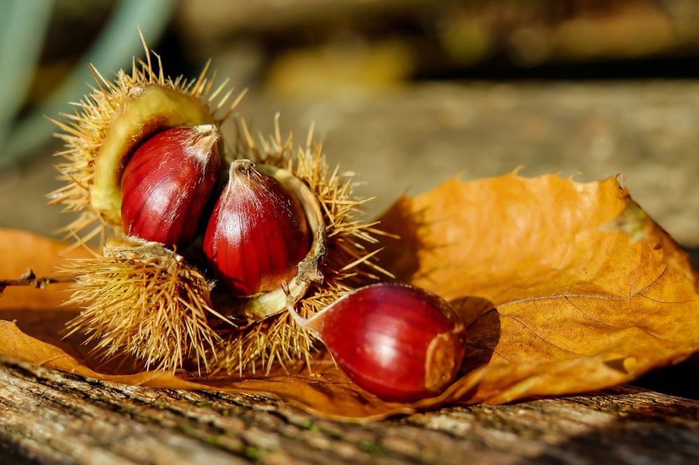Le castagne, di stagione a ottobre