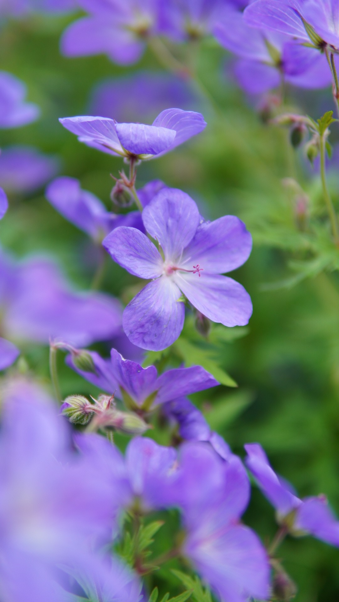 Purpul flowers