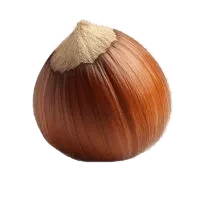 καρπός φουντούκι