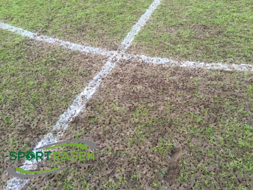 Rasenpflege im Herbst: Rasen für den Winter vorbereiten