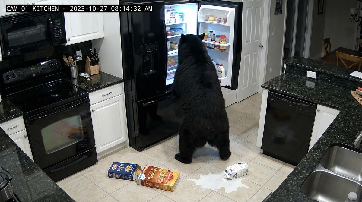 green and white leaf plant