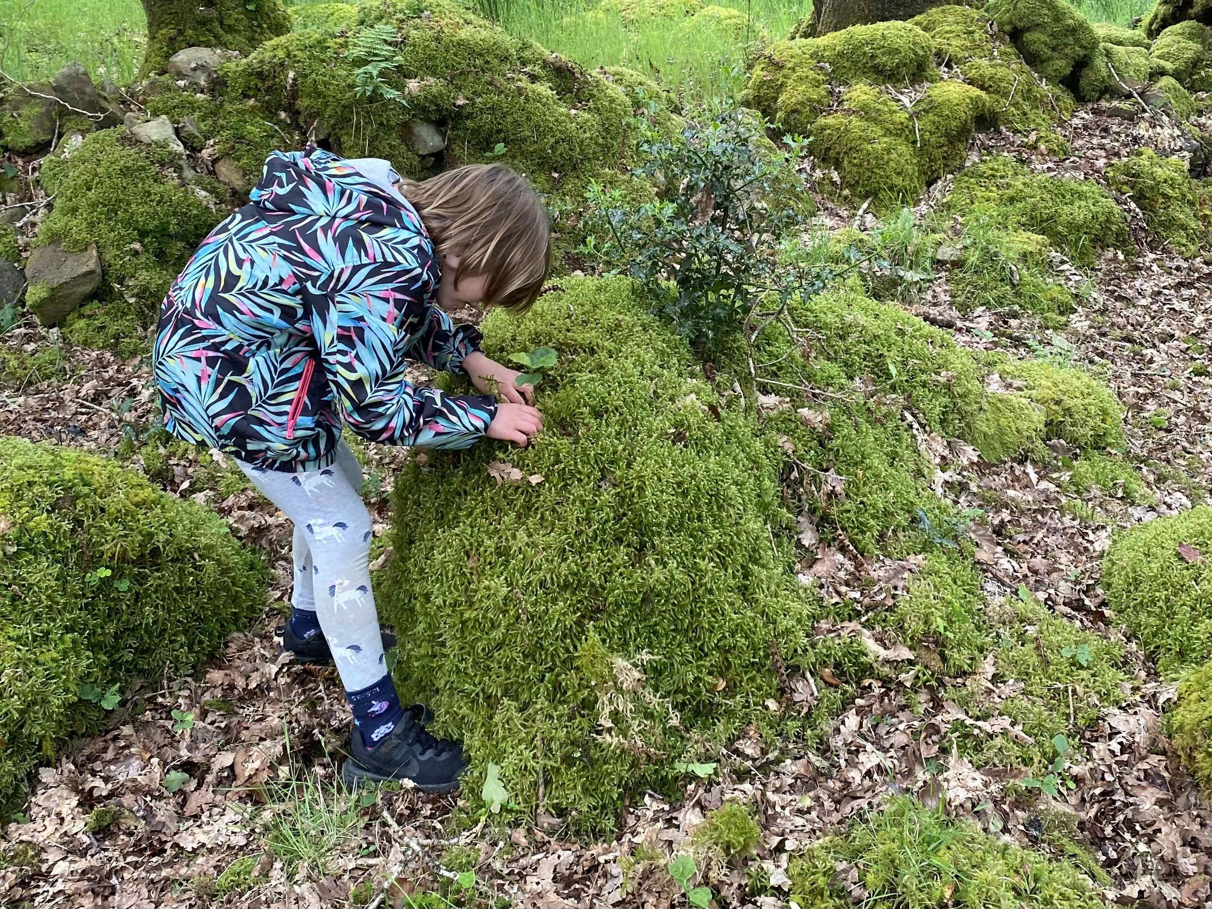 My daughter curiously looking at an oak sapling growing on a rock