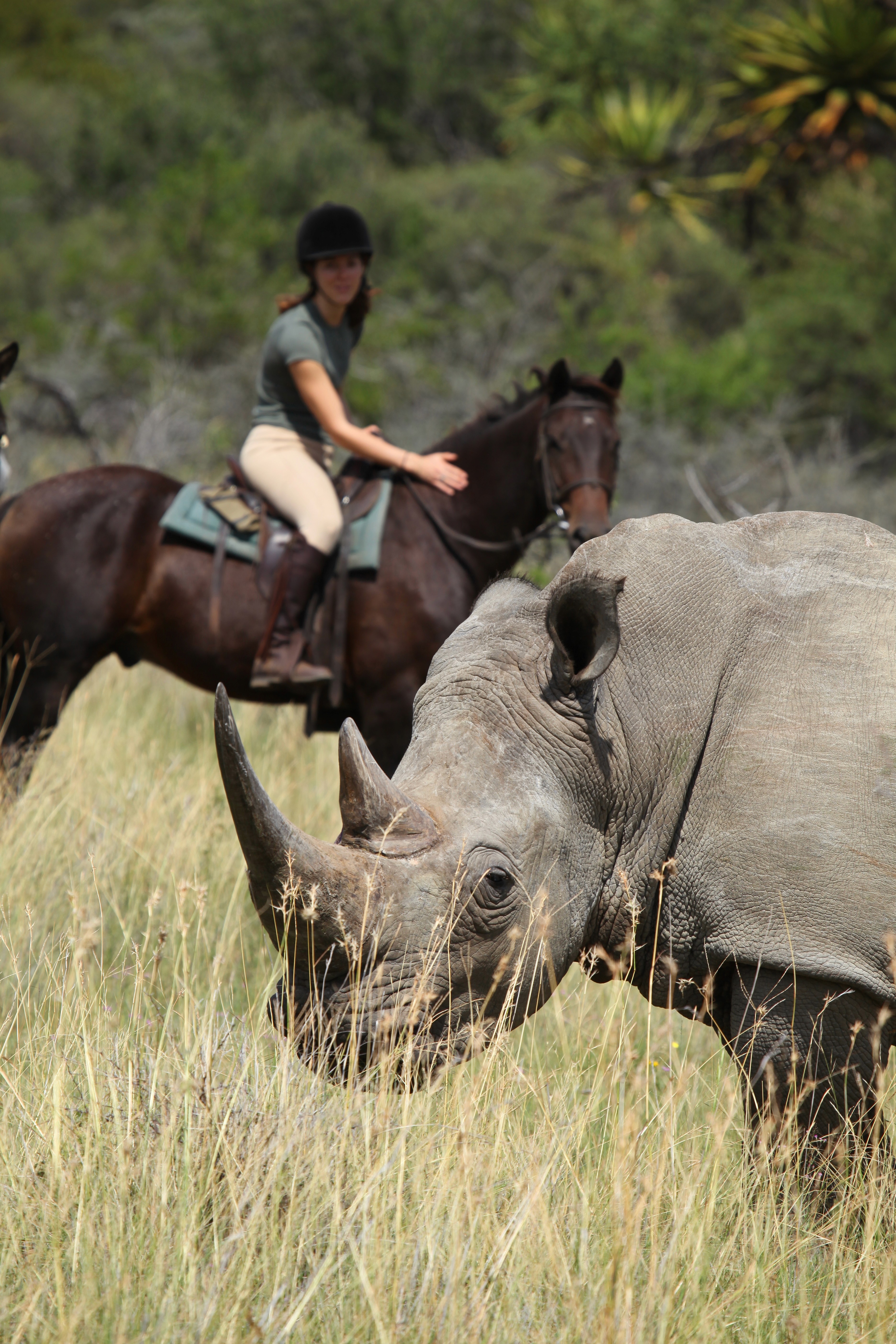 Grupp av ryttare på ridresa i Afrika galopperar över Serengetis vidsträckta slätter medan damm och gnuhjordar rör sig över horisonten under the great migration.