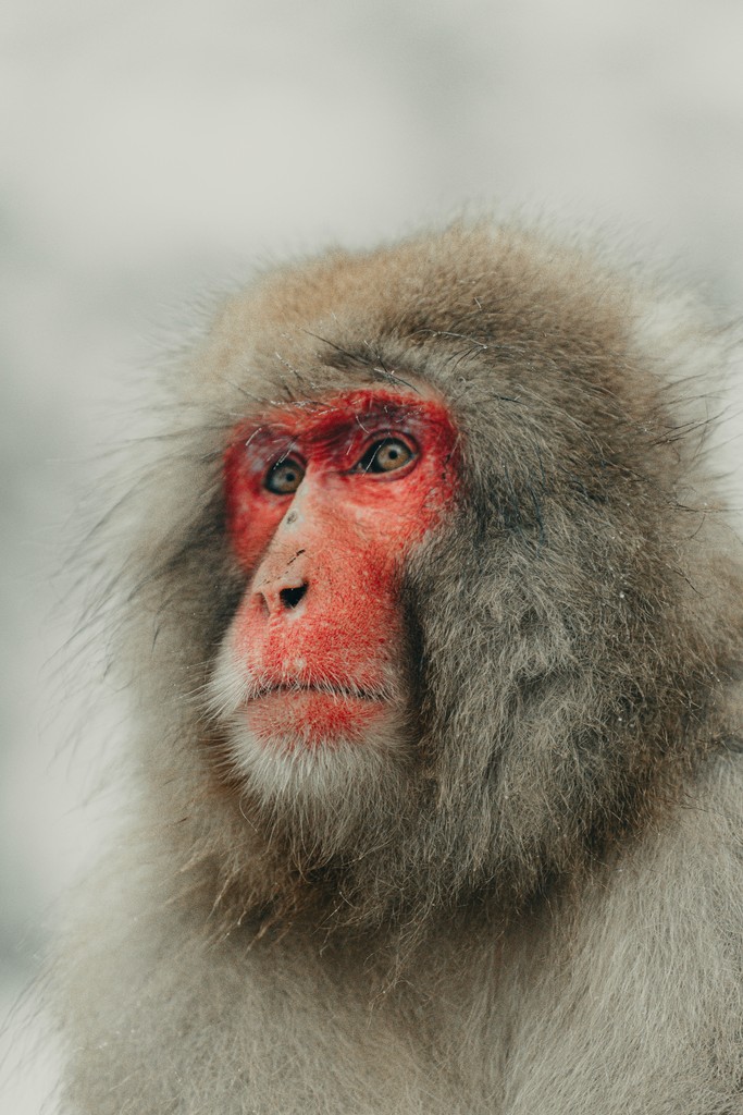 Close-up of a japanese macaque monkey's face.