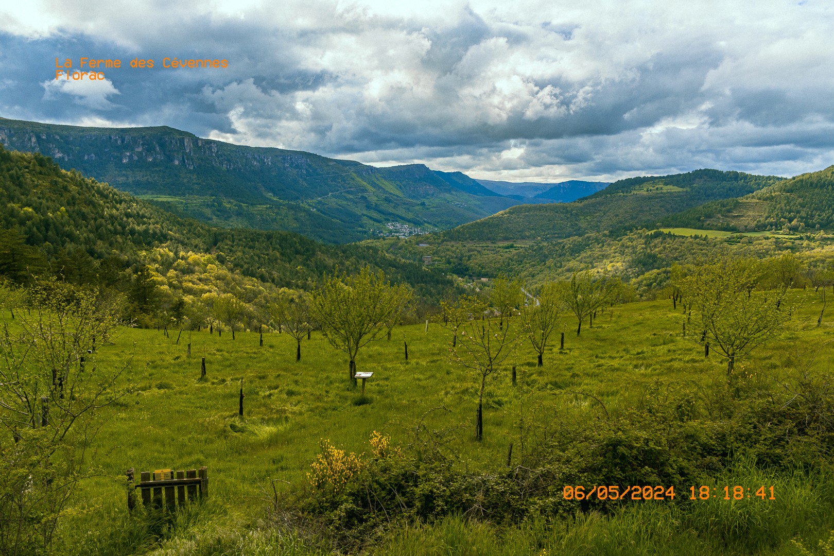 Vallée verdoyante et vergers en terrasses dans les Cévennes.