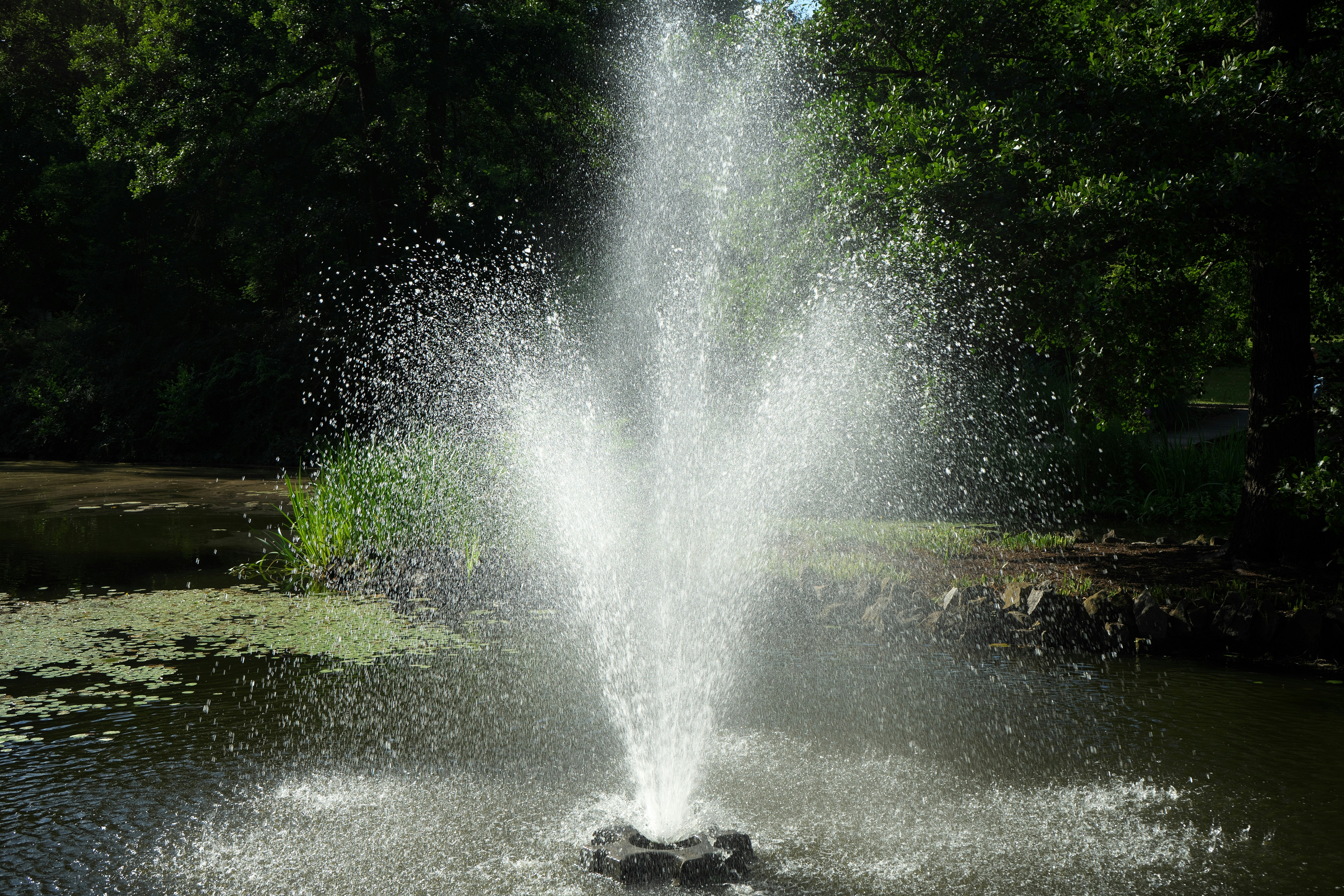 A fountain spewing water into a pond surrounded by trees