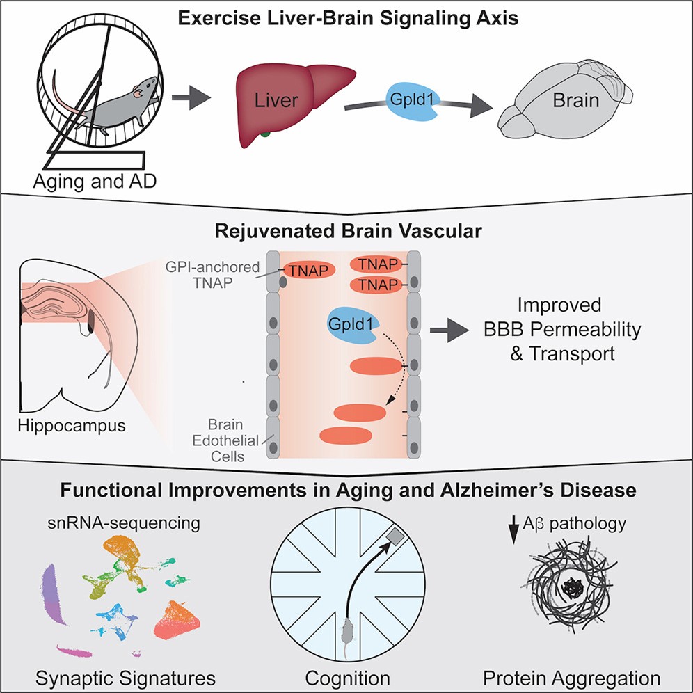 Exercise Liver Brain Signaling axis published in the Cell magazine