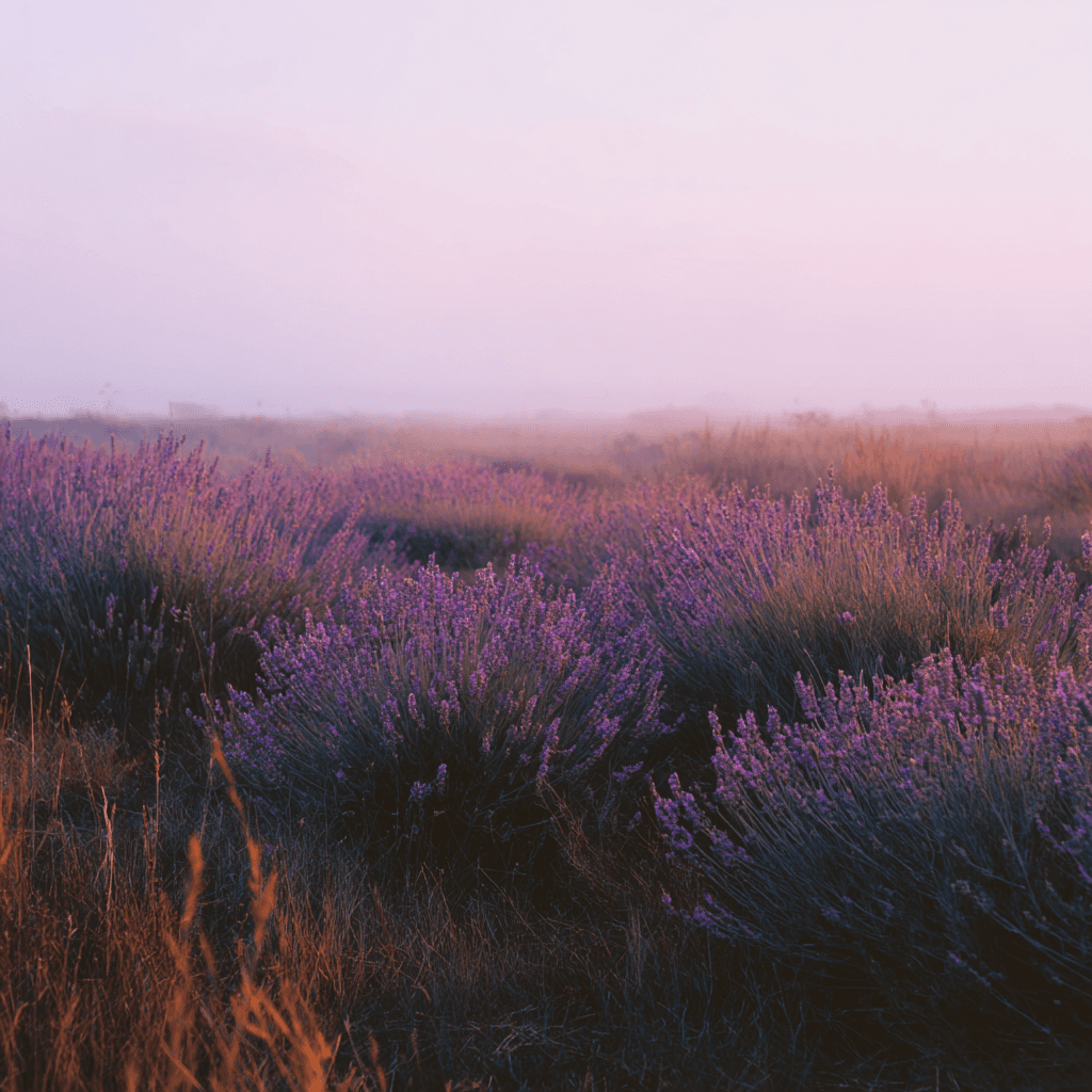 lavender hour Apple Watch collection header image featuring floral and summer.