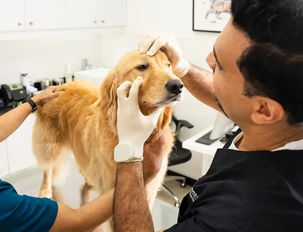 Our veterinarian checks on a dog for any symptoms of illnesses at our clinic
