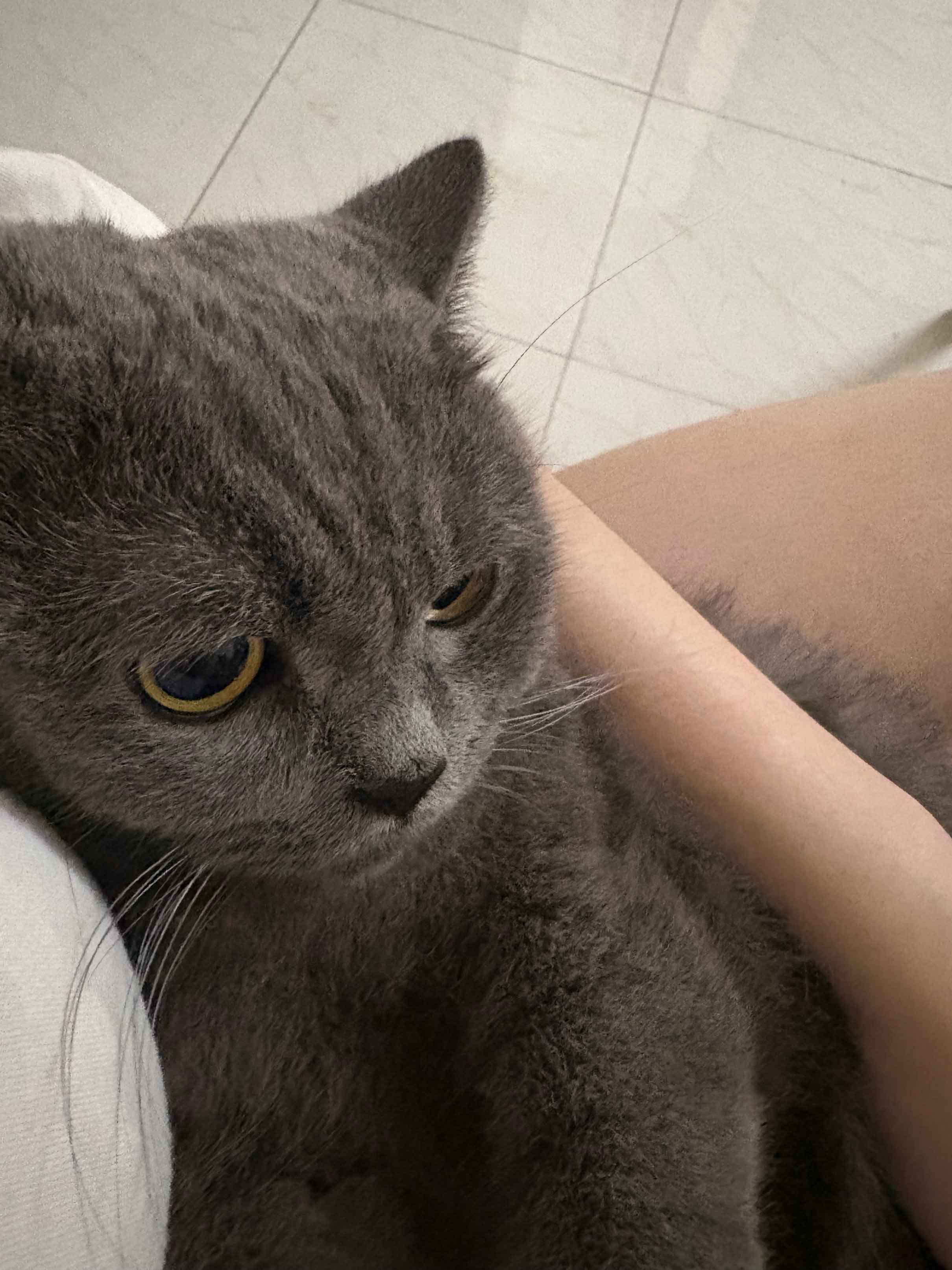 mycutie