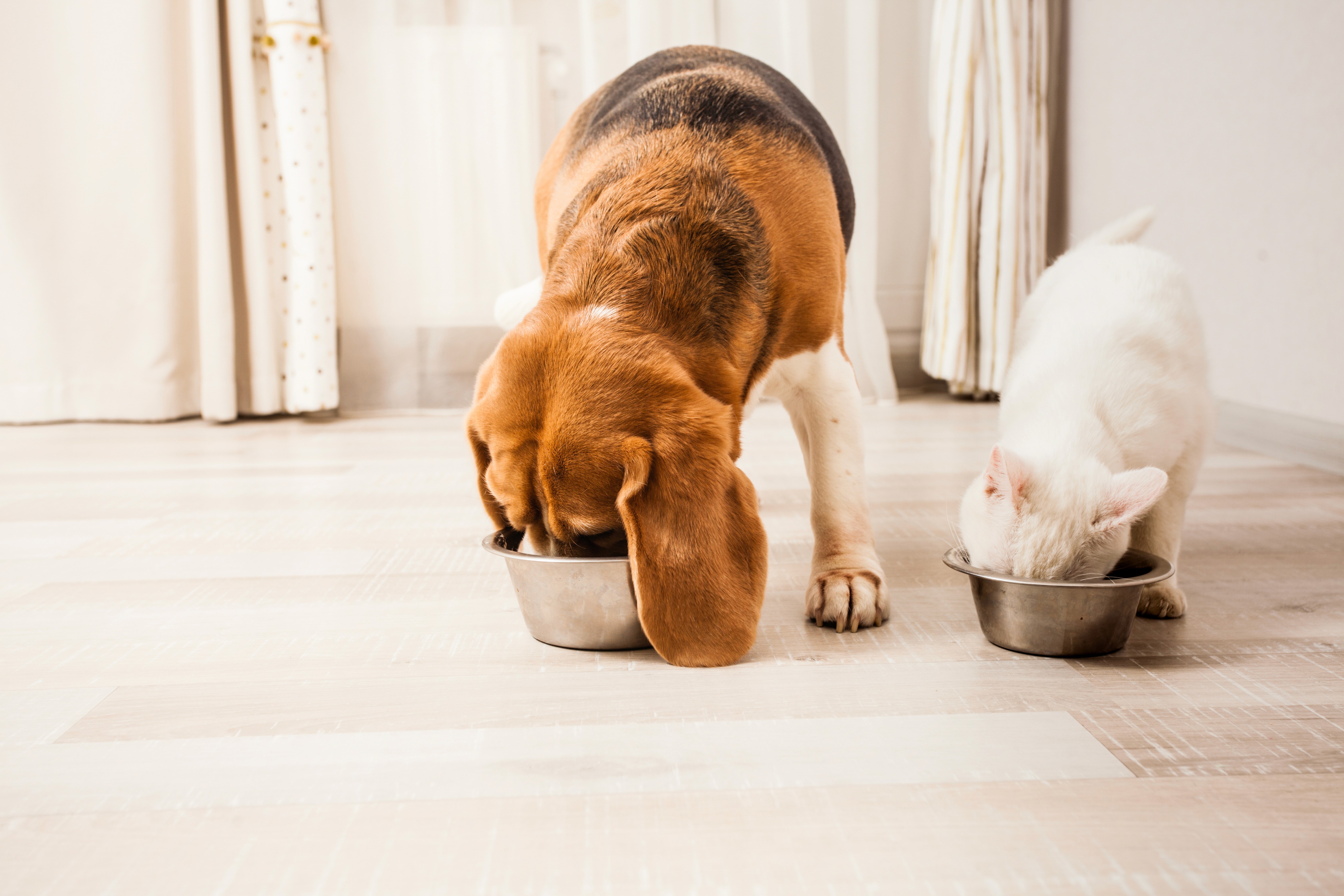 A dog and cat eat side by side on LUXO’s light wood-look hybrid flooring, highlighting a pet-friendly, water-resistant, and easy-clean surface designed for everyday Australian homes.