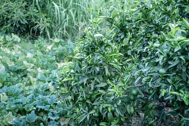 The same bank covered in citrus and dense ground cover