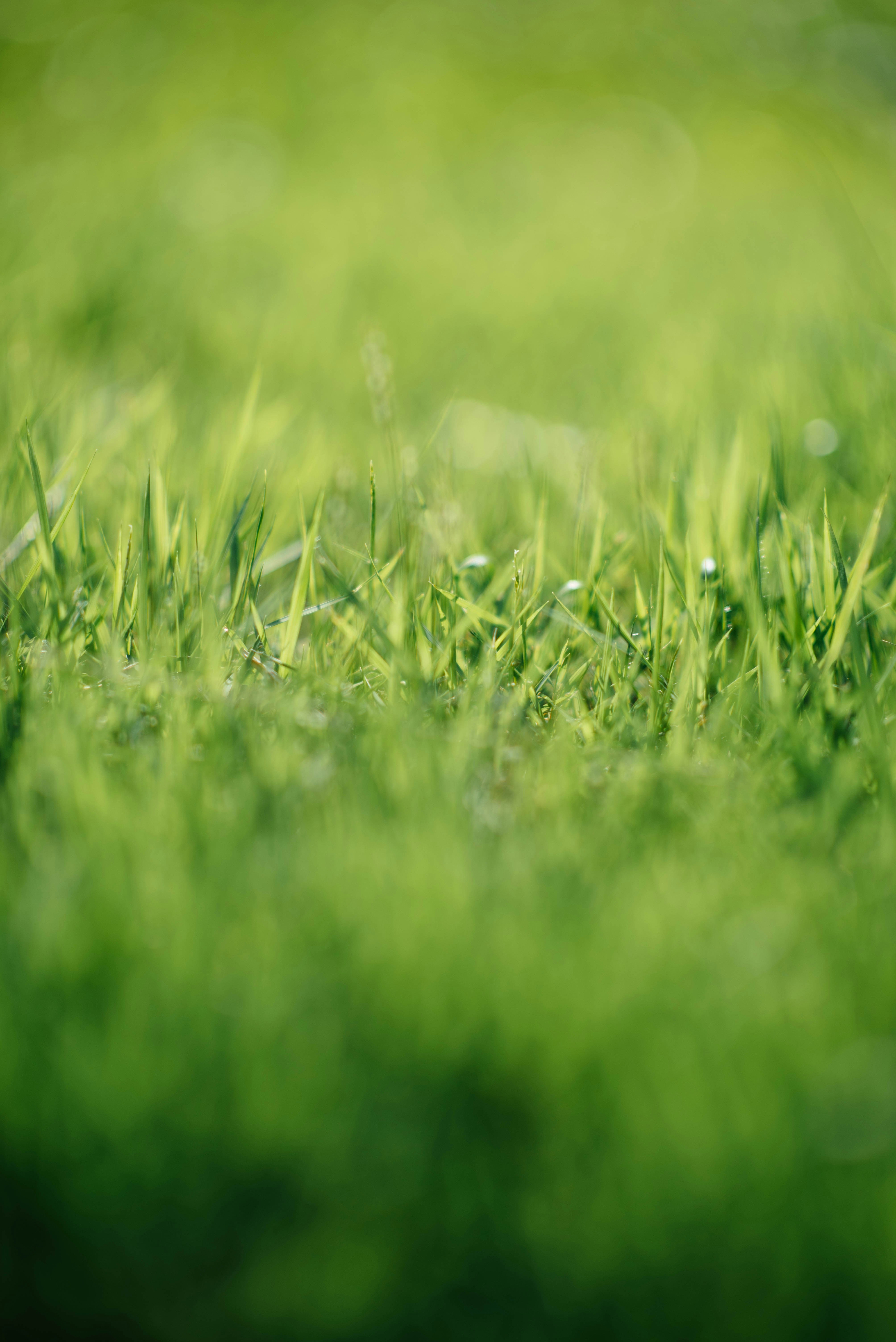 Lush, green lawn cared for by Green Turf Solutions highlighting quality lawn maintenance.