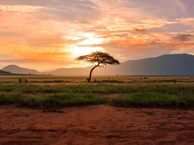 Жираф в златната светлина на следобеда в Намибия