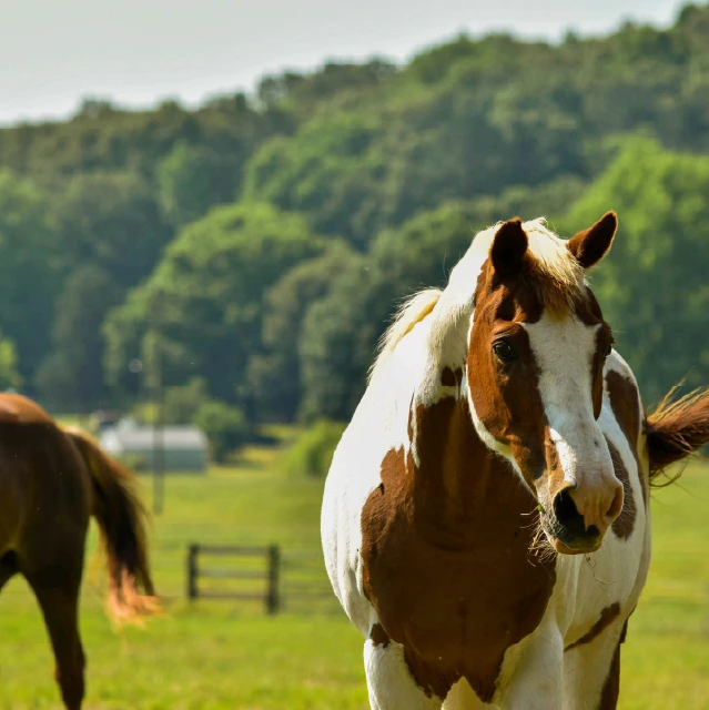 a brown horse standing next to a fence