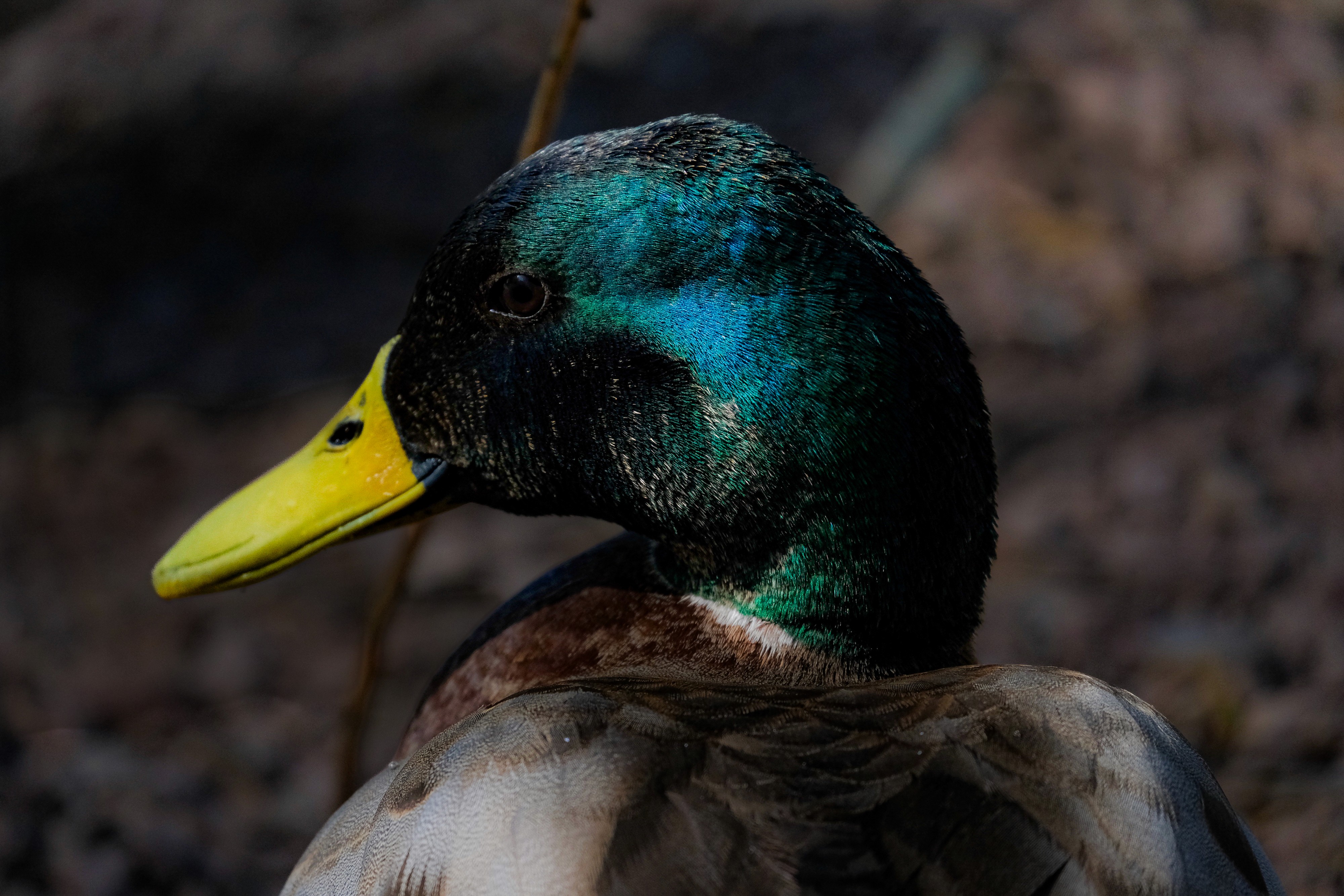 Extreme close-up of a male Mallard duck's head, showcasing the iridescent emerald green feathers and a bright yellow bill.