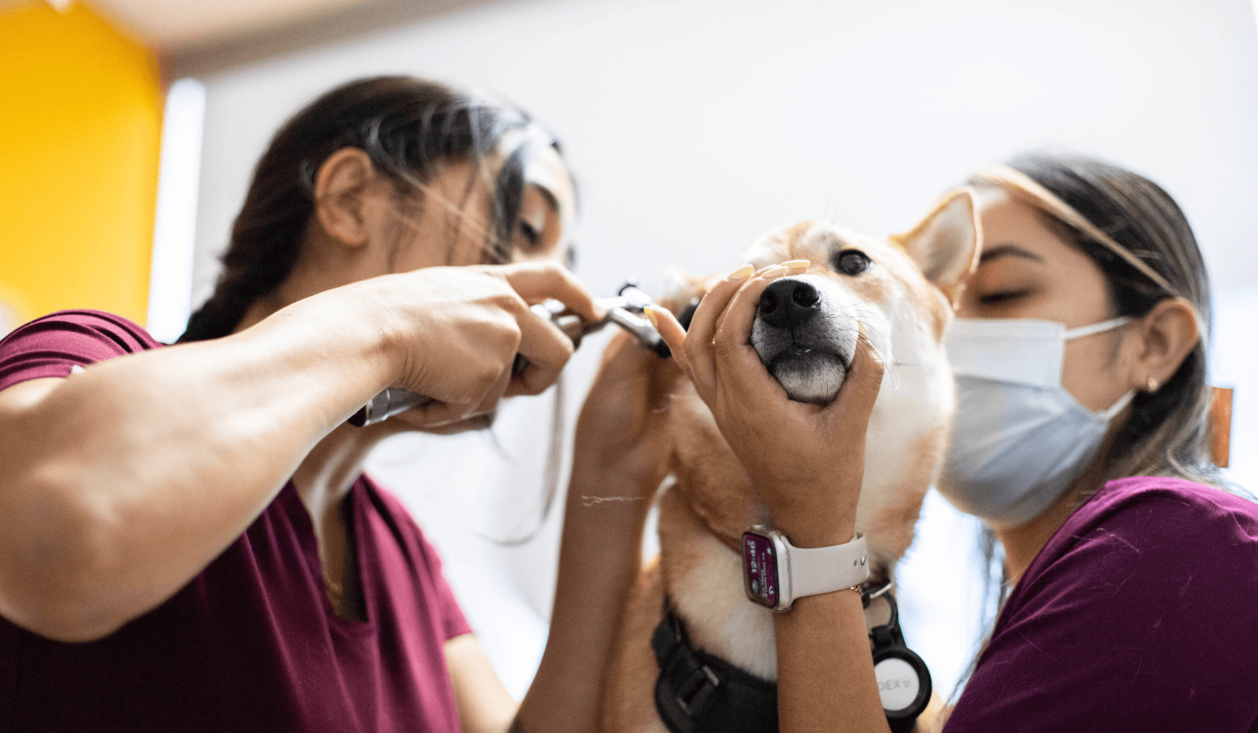 Elevate Your Practice with Customizable Veterinary Communication Software