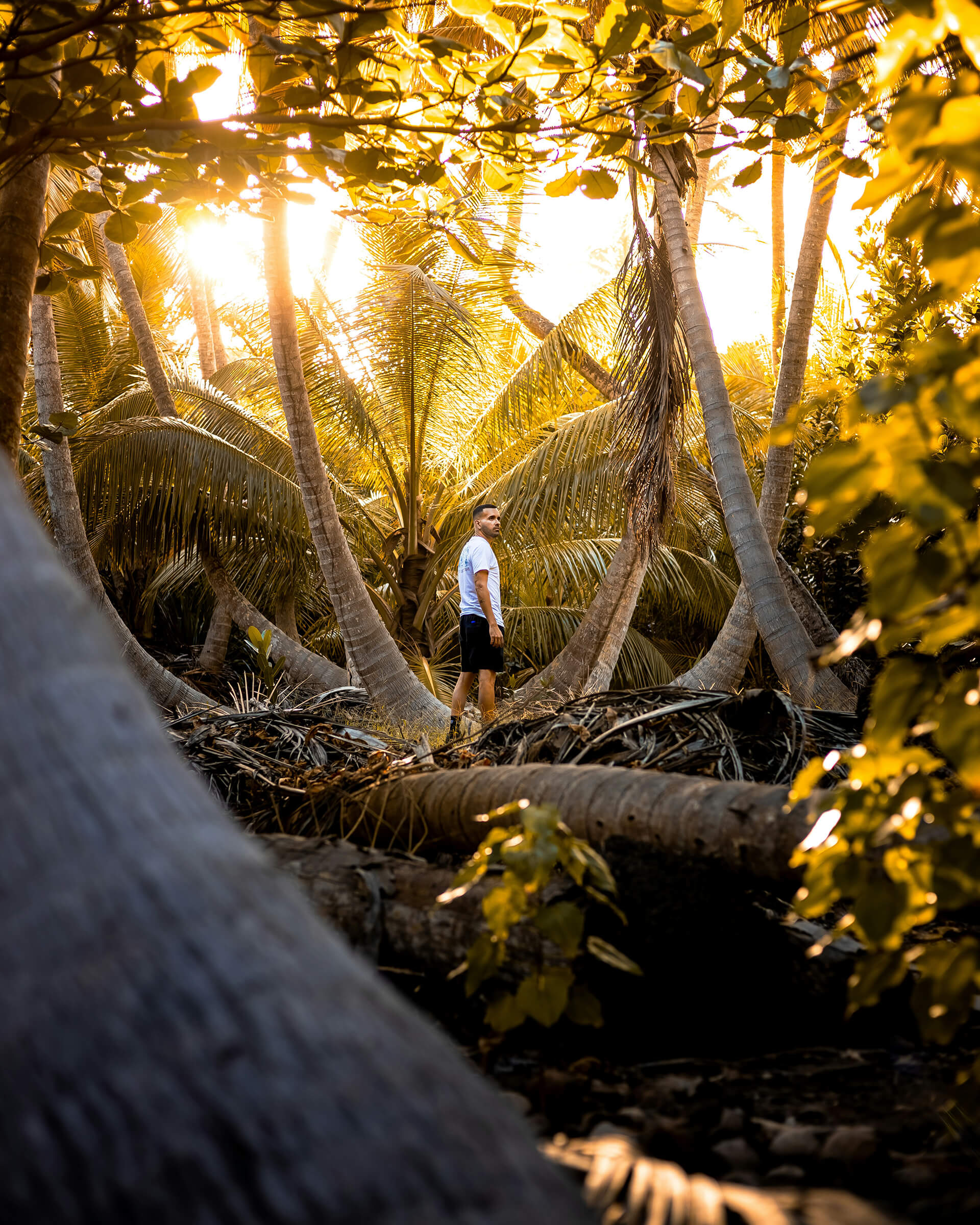 Man standing among tall palm trees in a tropical grove at sunrise, capturing the adventurous and serene vibe of Club Vieques, Puerto Rico.