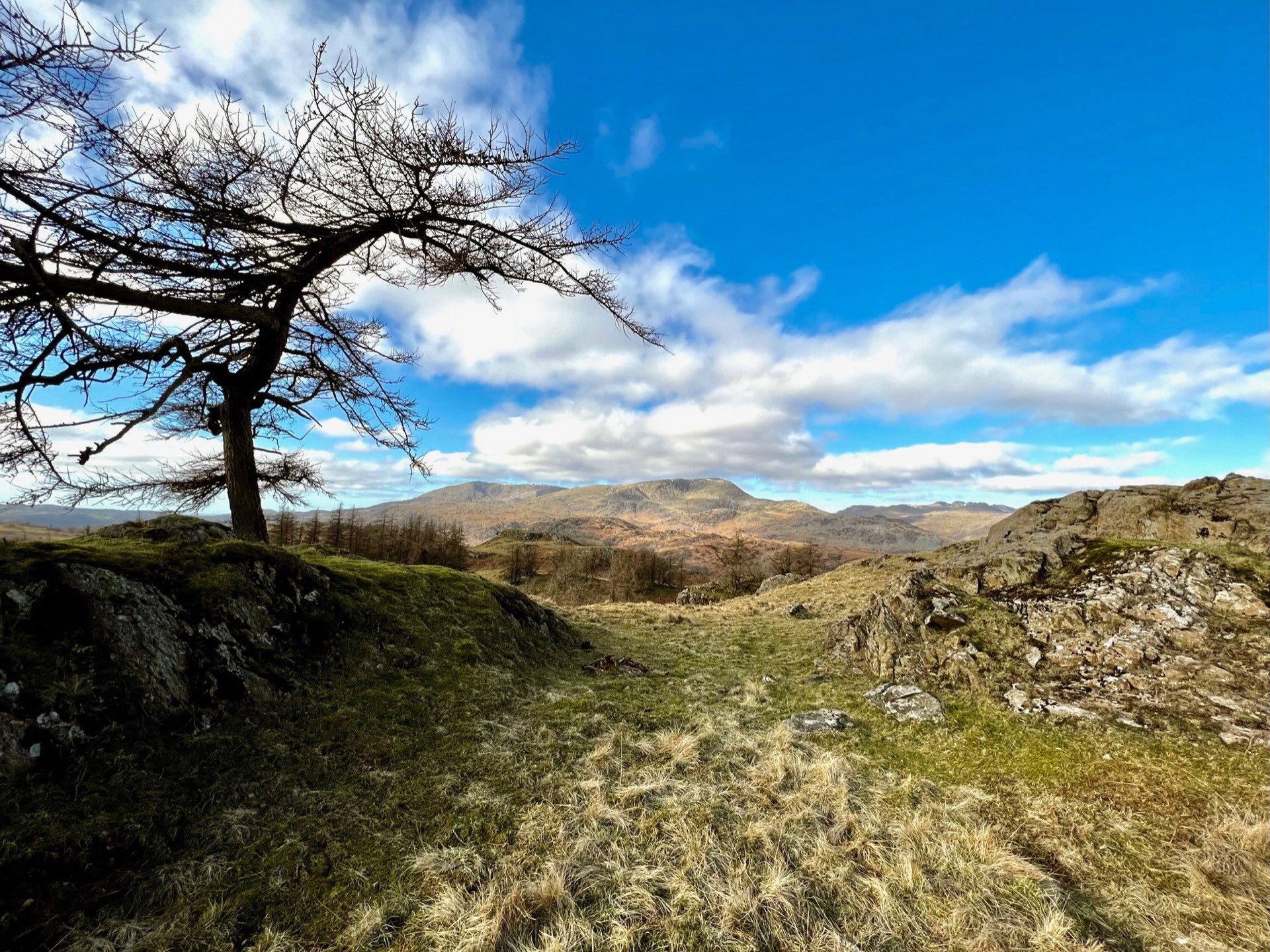 A curved, windswept tree arcs over and points to a mountain in the distance. A blue sky with just a few clouds.