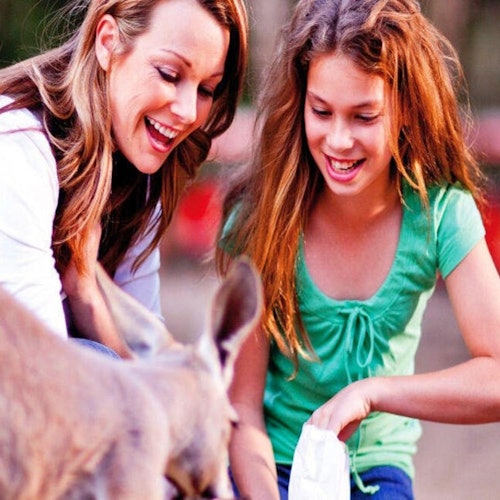 ملاذ كيرومبين للحياة البرية وتحدي قمم الأشجار