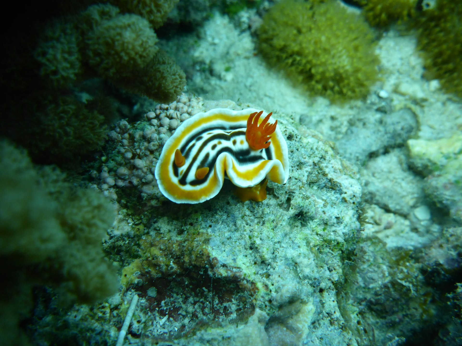 Orange-rimmed nudibranch with red gills crawling across a coral reef in Indonesia