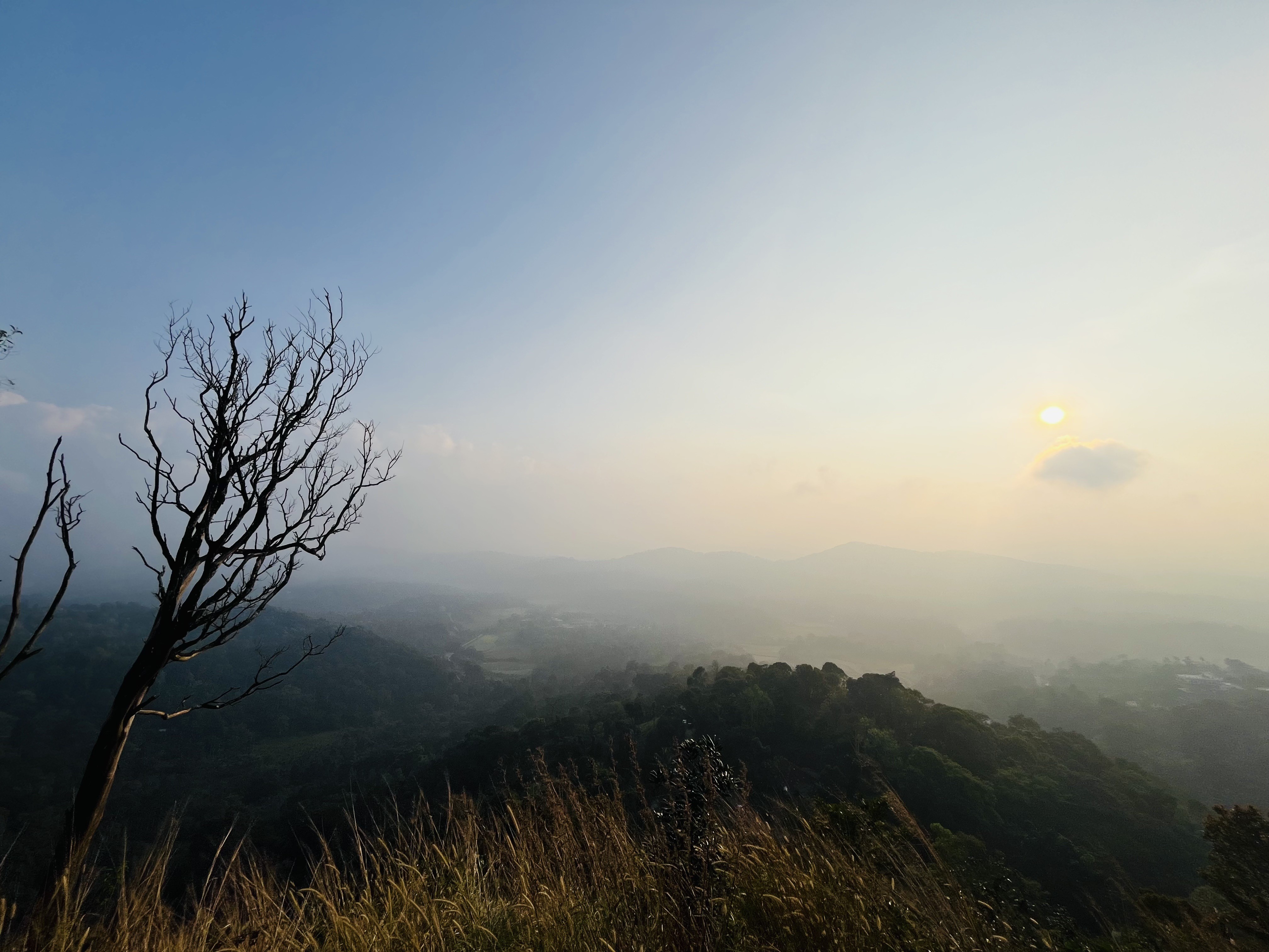 Golden hour, coorg!