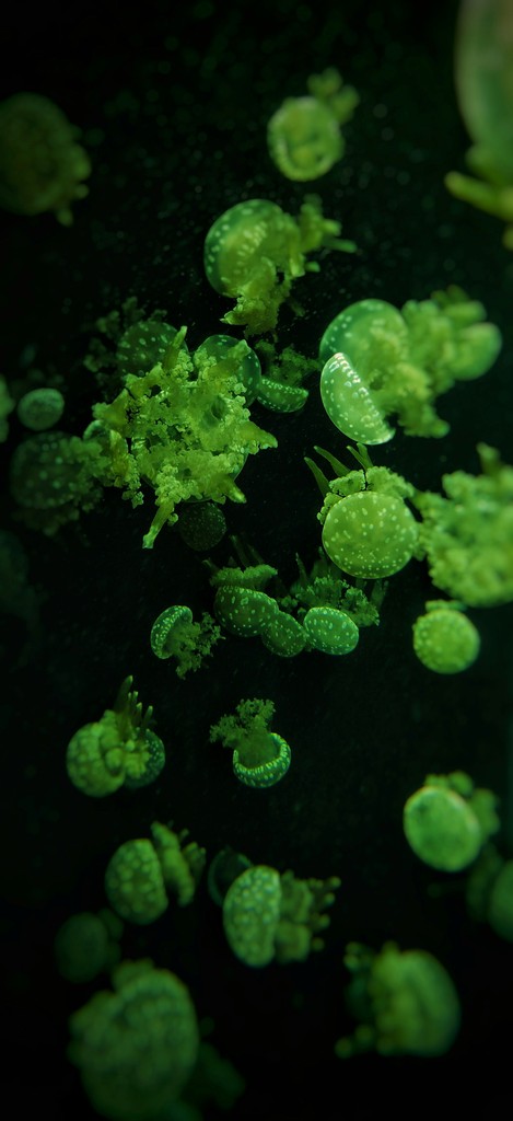 Jelly fish in an acquarium