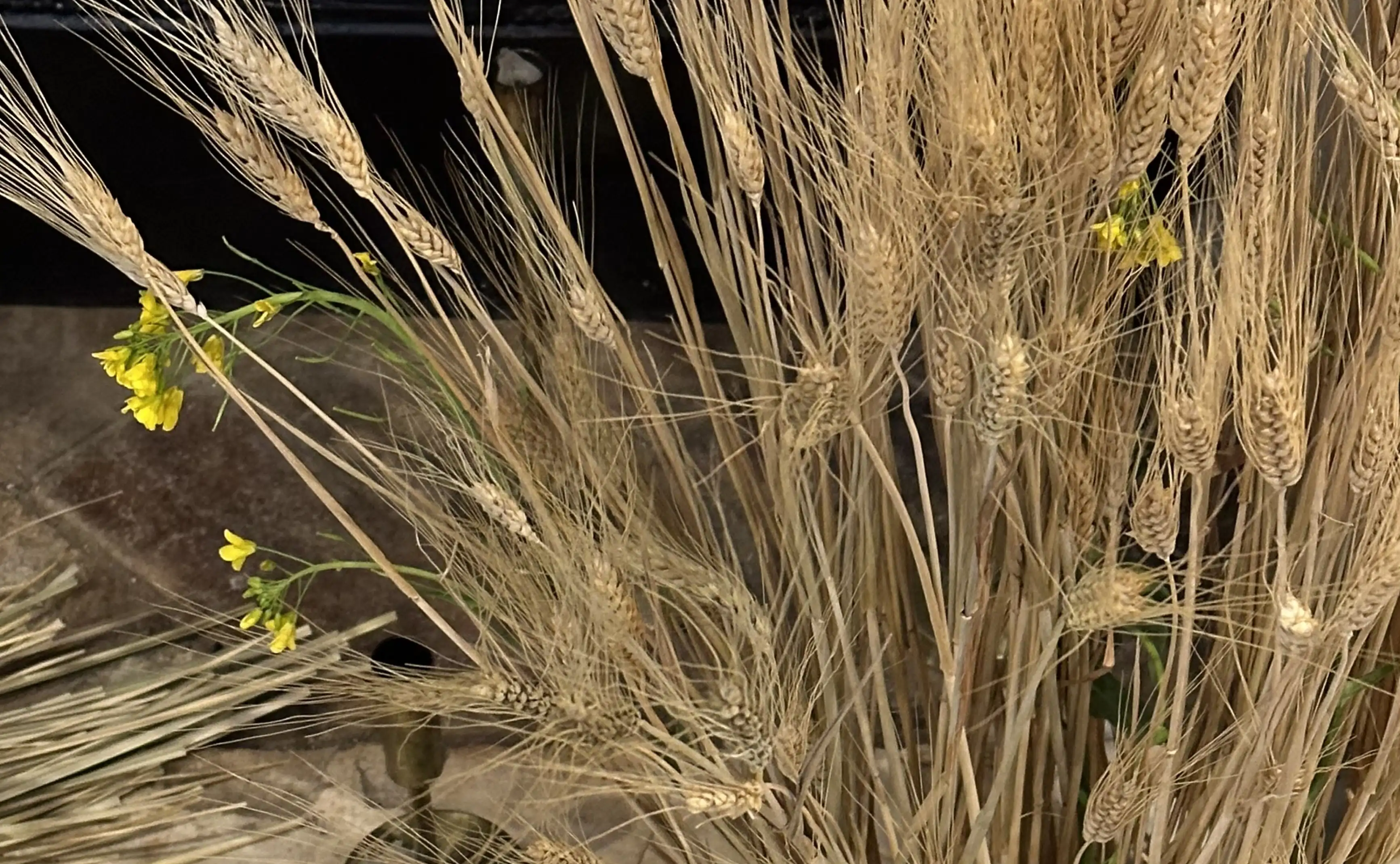 Primer plano de espigas doradas con flores amarillas sobre fondo oscuro para proyecto fotográfico naturalista.