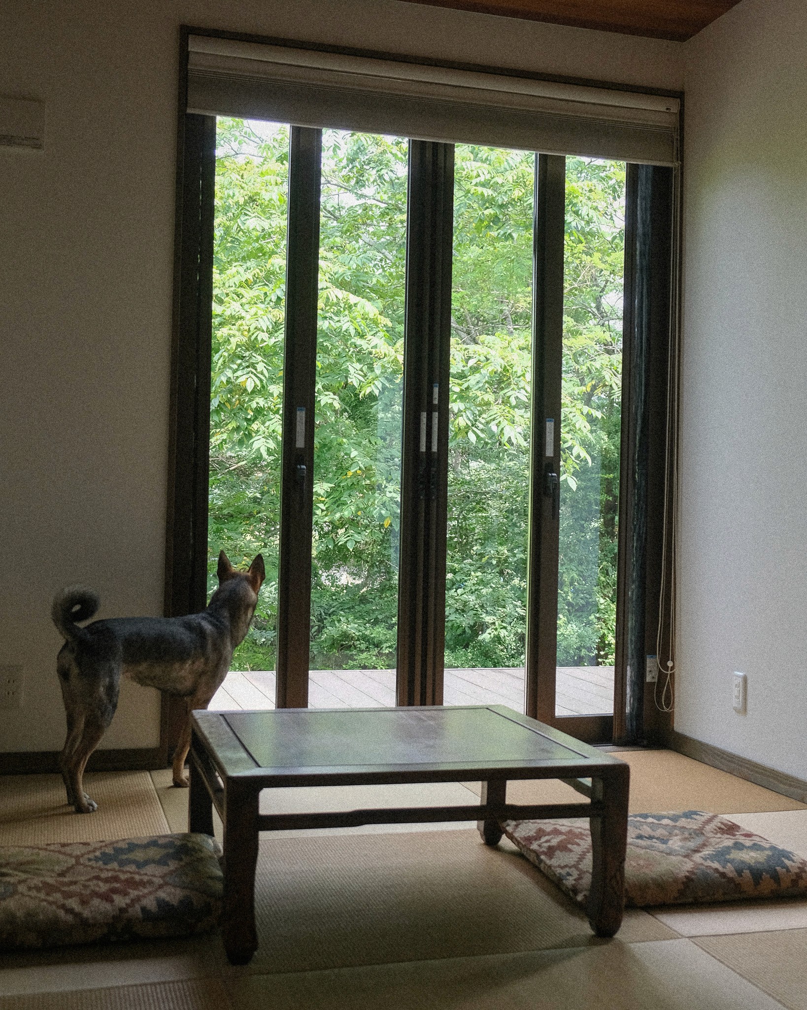 Dog looking out of window in a Japanese room