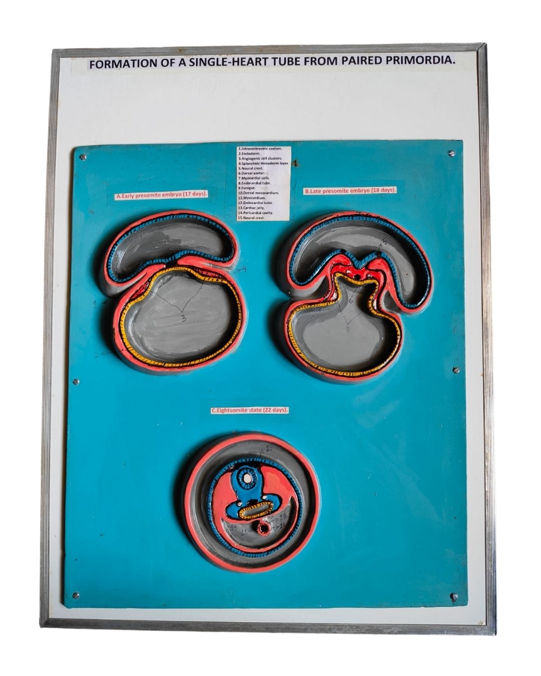 Formation of a Single-Heart Tube from Paired Primordia