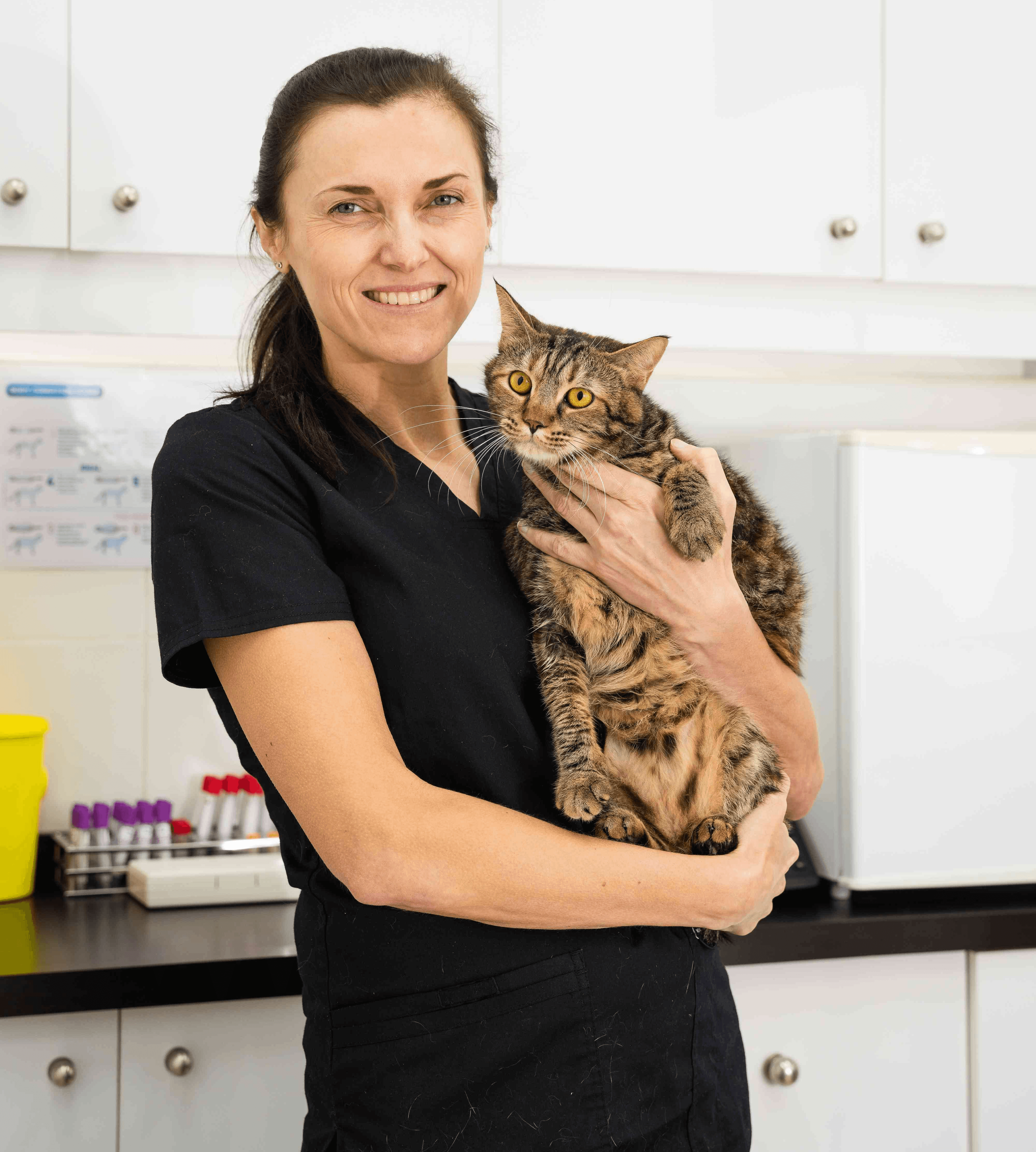 Benefits of Cat Grooming