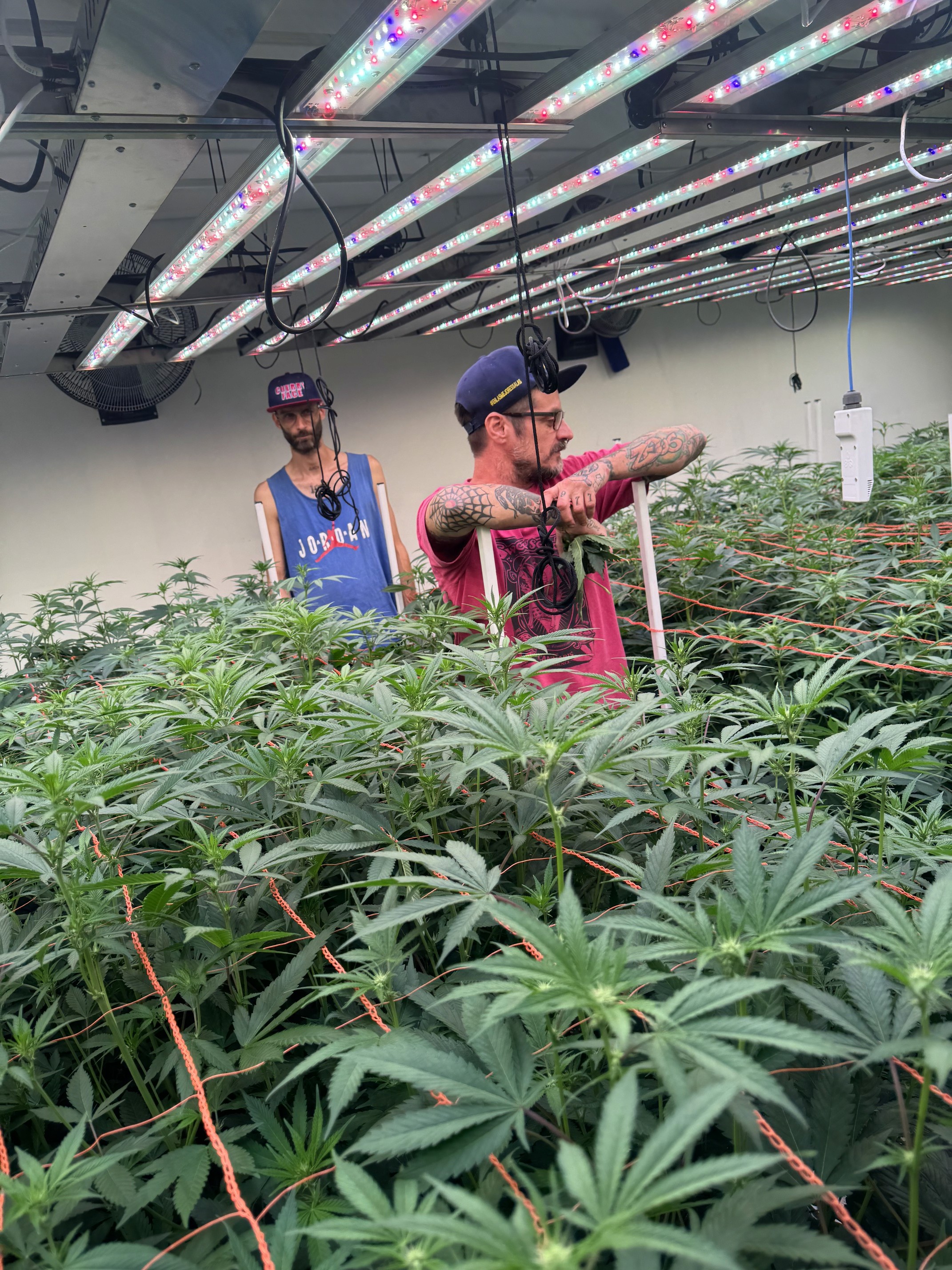 SWEED LAB: banco de semillas hecho por cultivadores