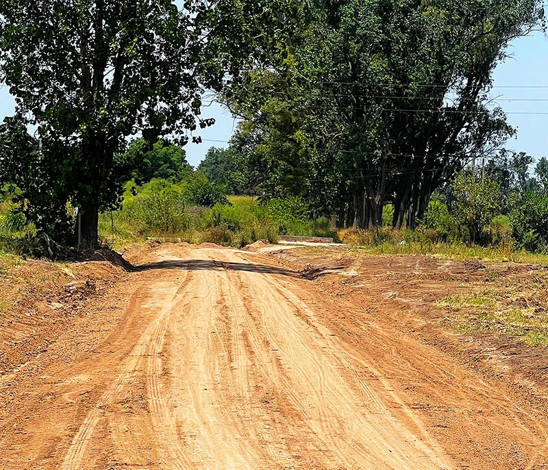 Close-up of lush, dark green leaves, some glossy and wet, against a muted background.