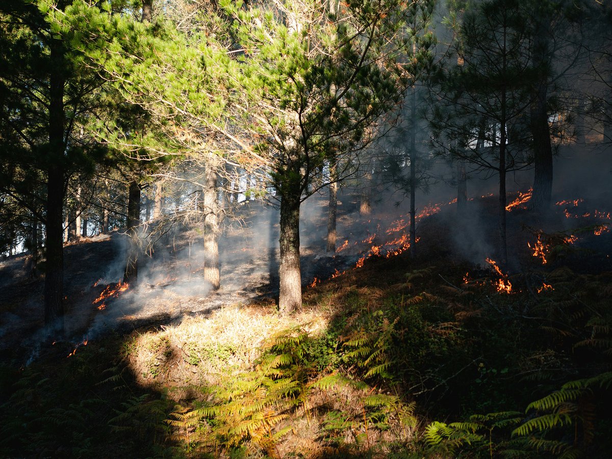 A wildfire spreading through a forest