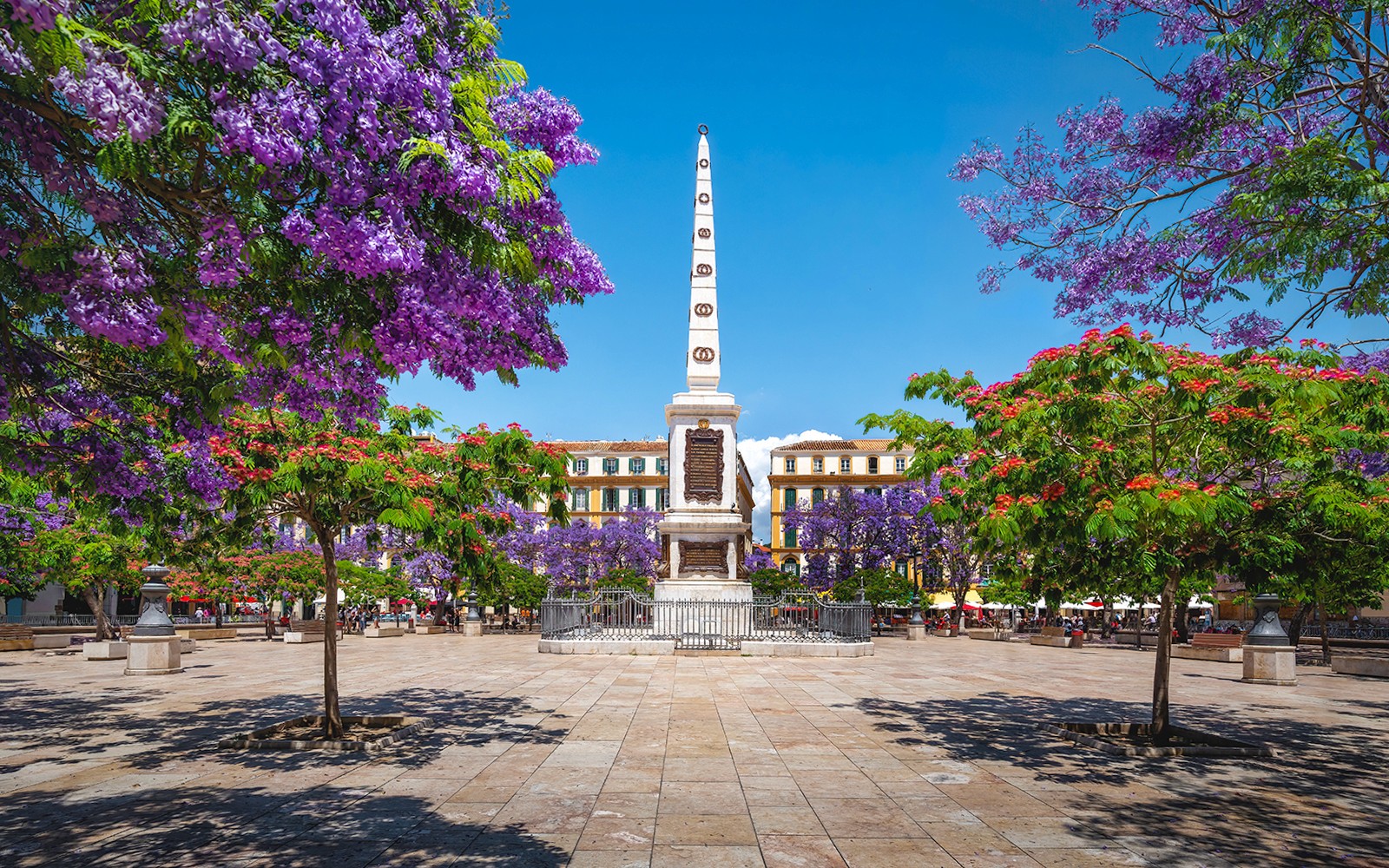 Plaza de la Merced con alberi di jacaranda e obelisco a Málaga, Spagna.