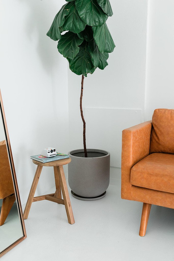 mirror, stool, floor plant, and couch